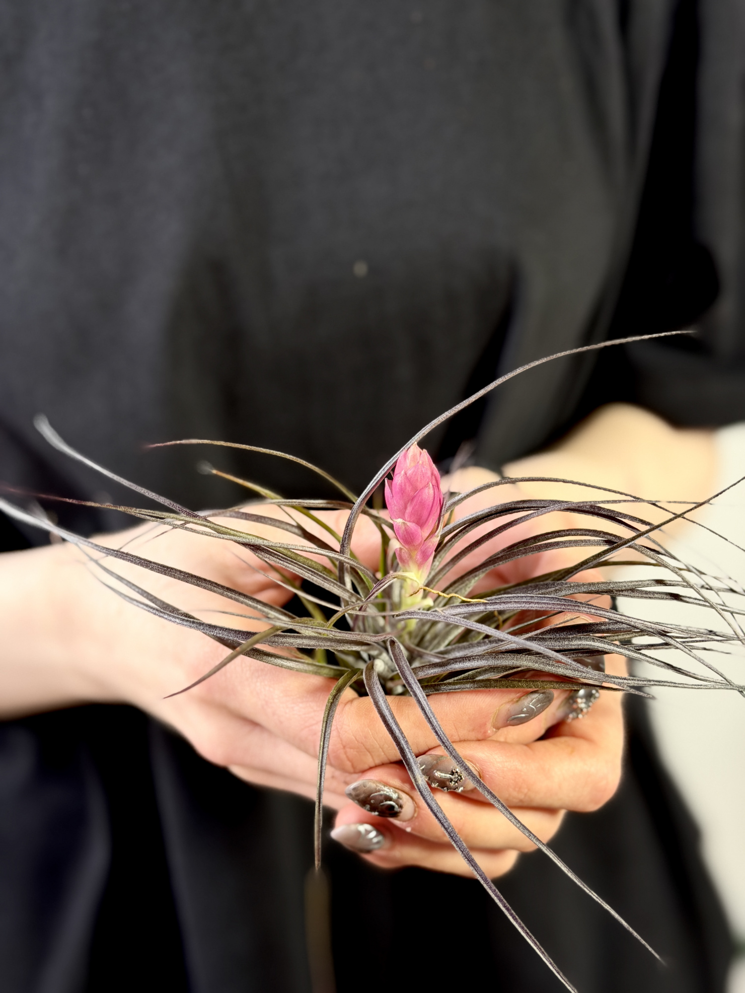 Тилландсия Стрикта Миднайт (Tillandsia Stricta Midnight)