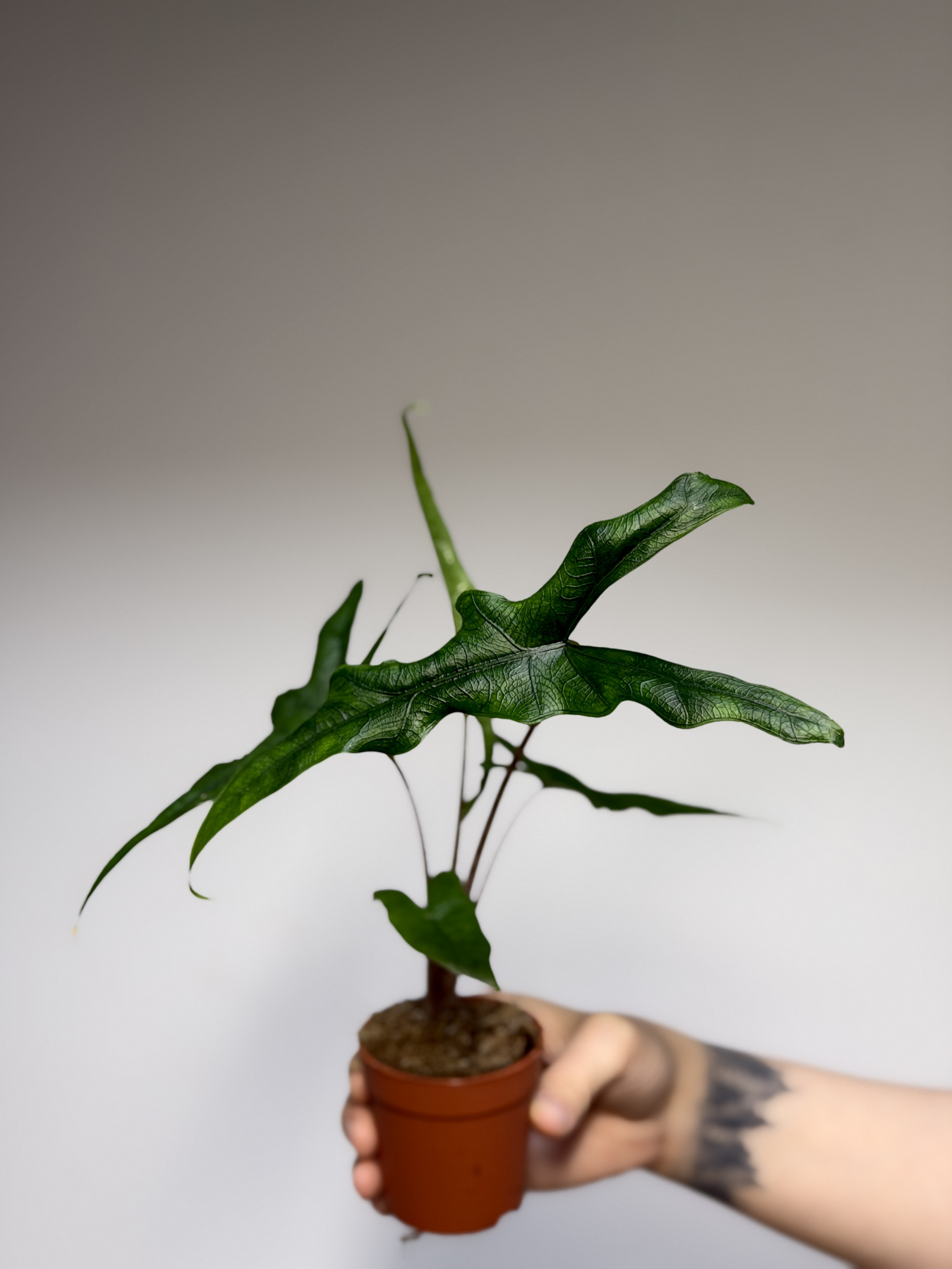 Алоказия Сабрина Нэрроу (Alocasia Sabrina Narrow) D6см