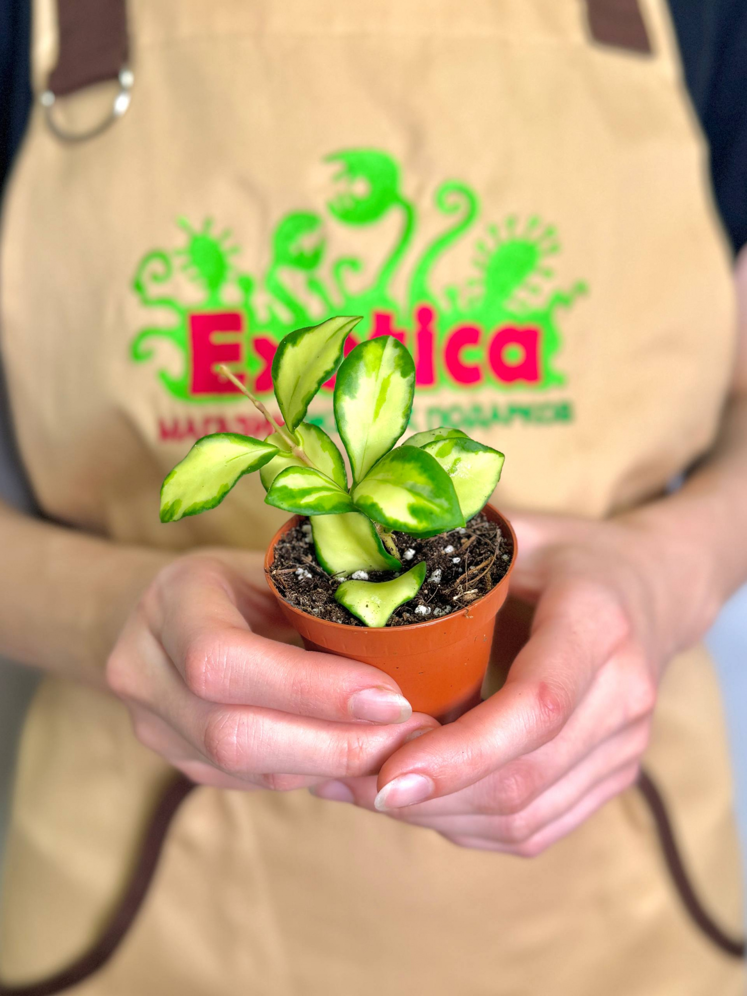 Хойя Хешкелиана Вариегатная (Hoya Heuschkeliana Variagata) D6см