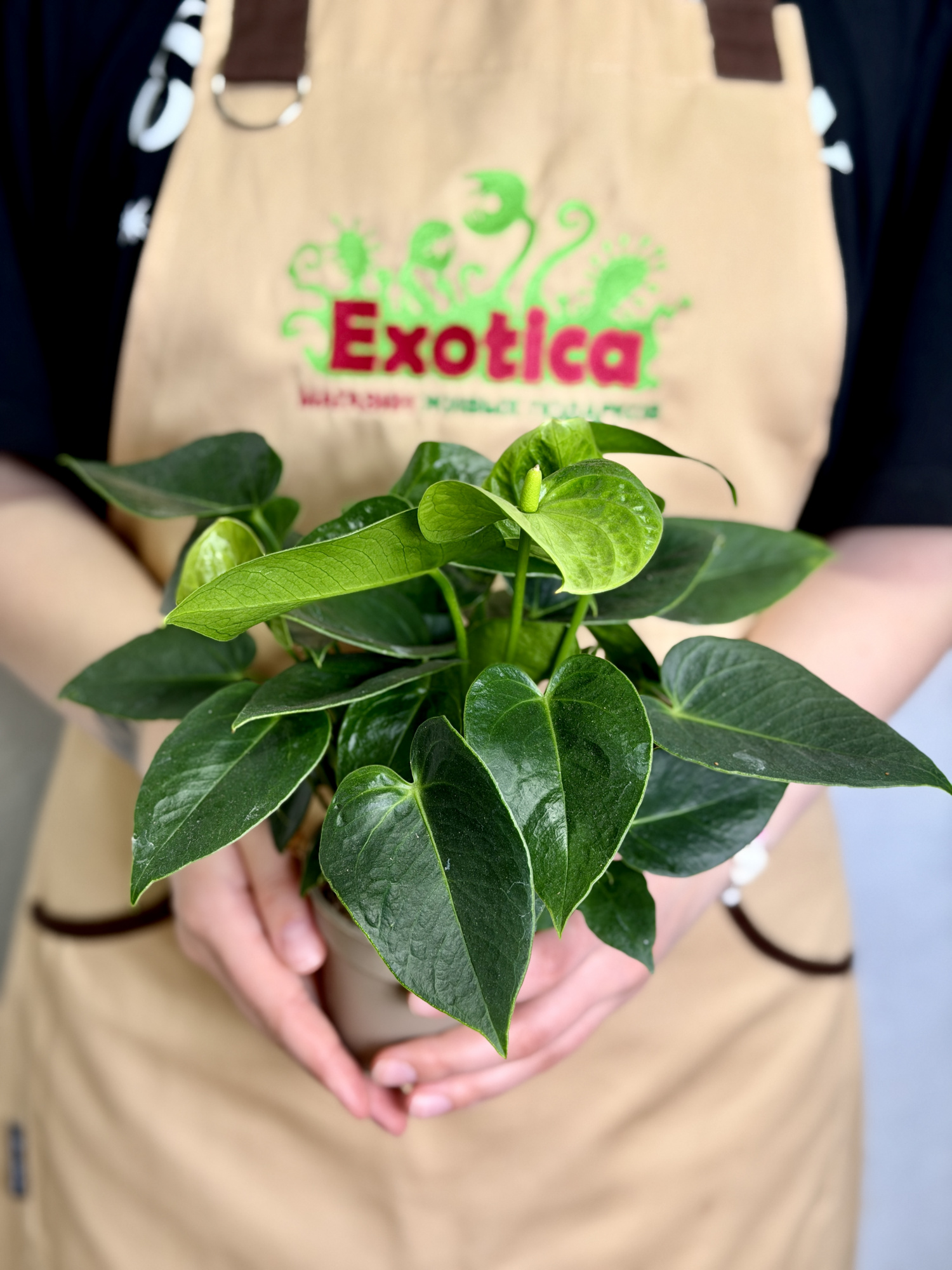Антуриум Зелёный (Anthurium Andreanum Green) D9см