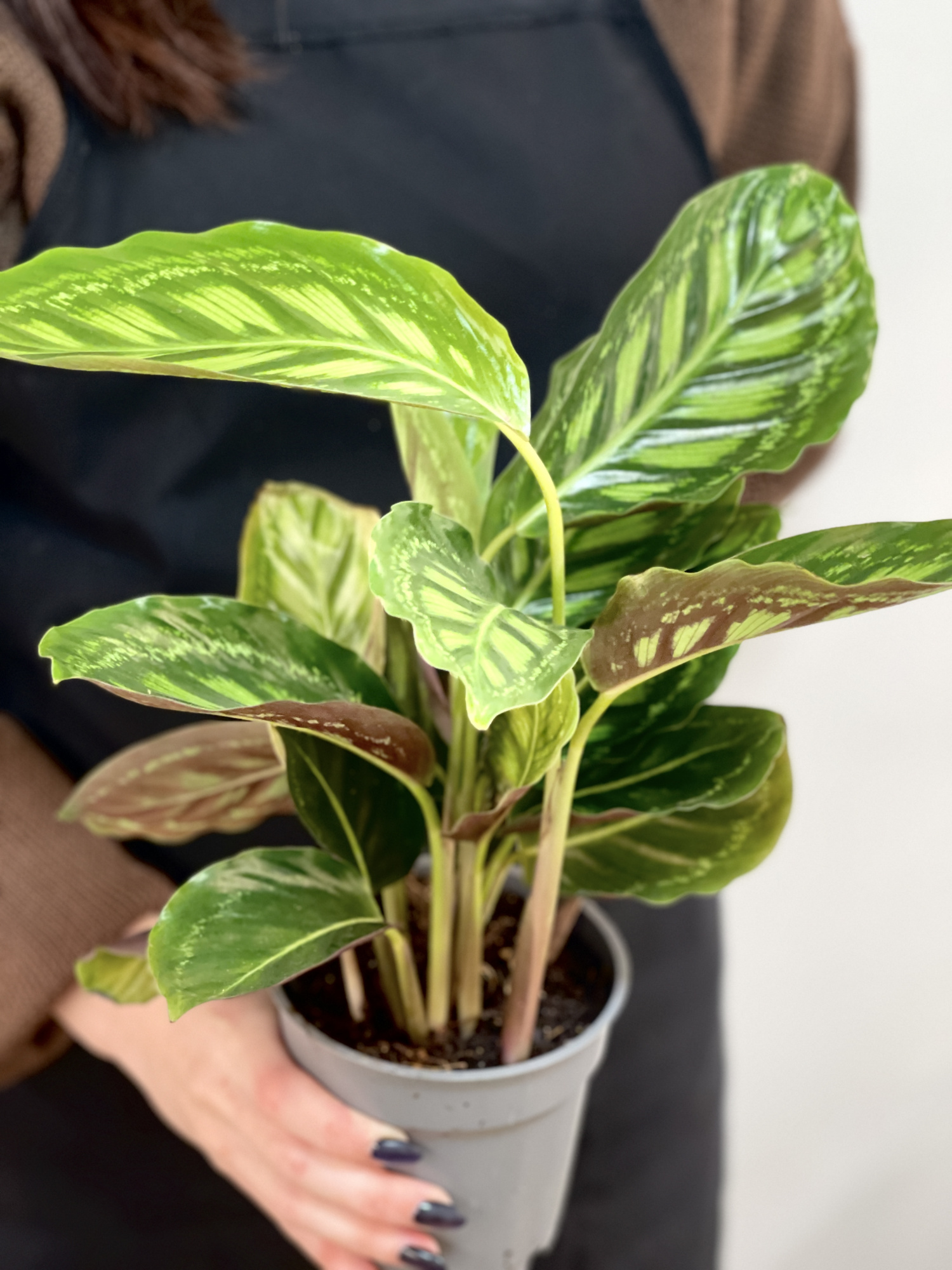 Калатея Флеймстар (Calathea Flamestar) D12см