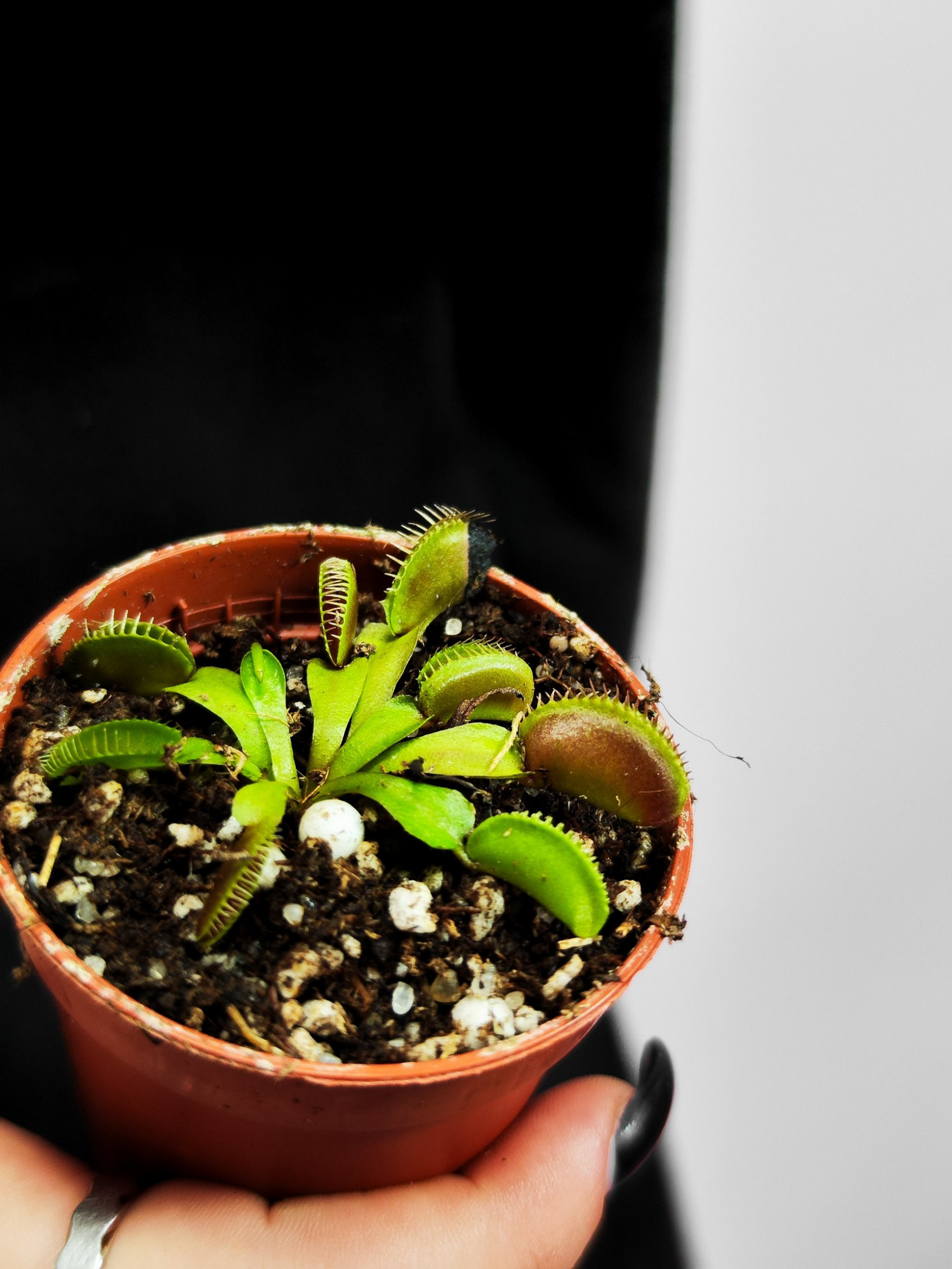 Венерина Мухоловка "Чужой" (Dionaea Muscipula Alien) D5см