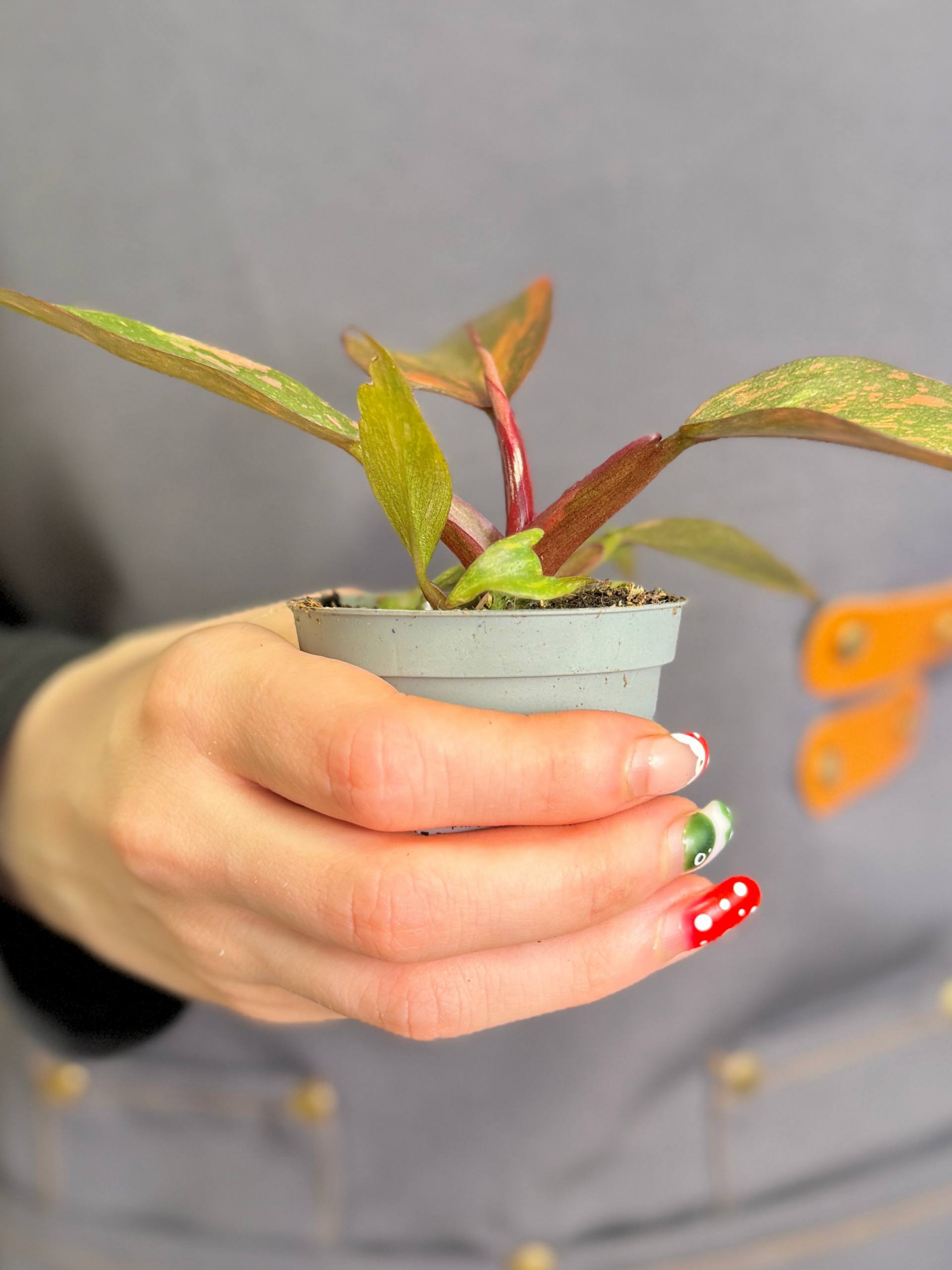 Филодендрон Оранжевая Принцесса (Philodendron Orange Princess) D6см