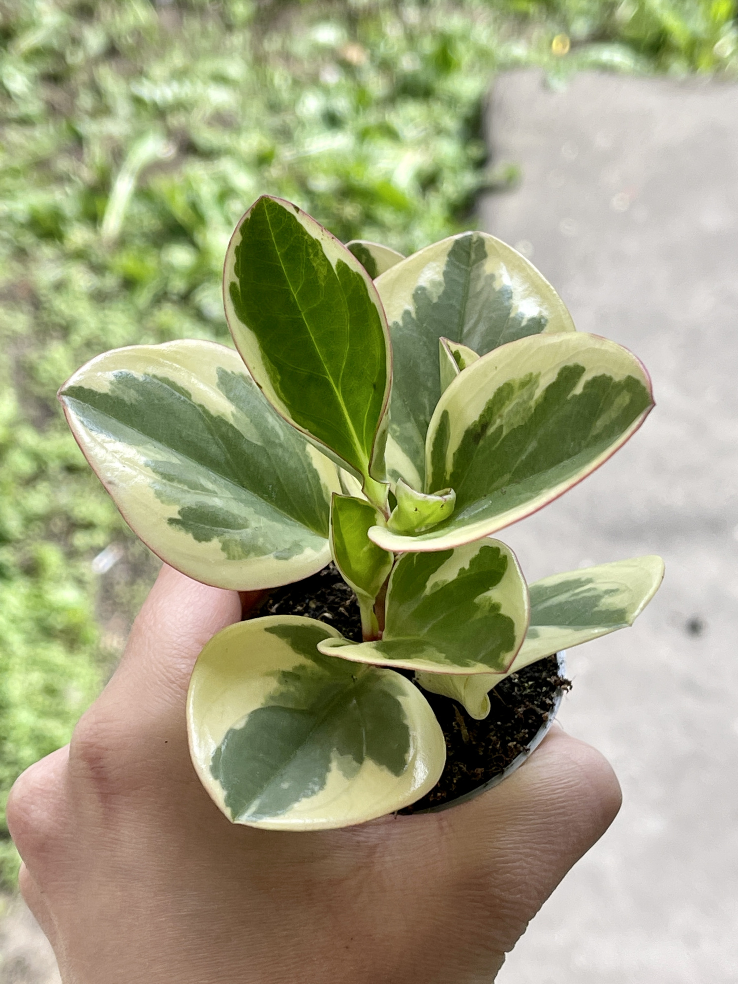 Пеперомия Туполистная Биколор (Peperomia Obtusifolia Bicolor) D5см
