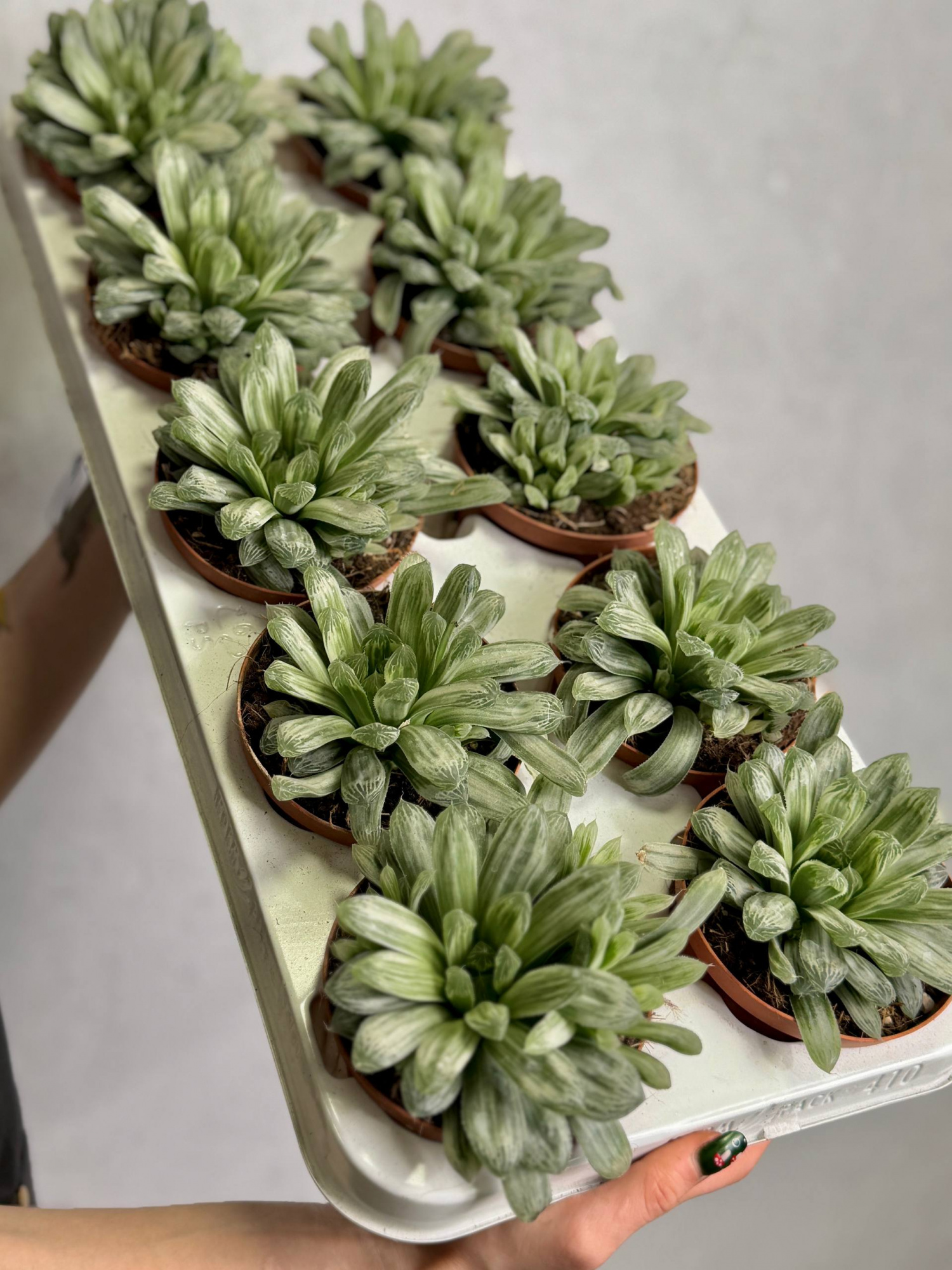 Хавортия Цимбиформис Белый Тигр (Haworthia Cymbiformis White Tiger) D10см