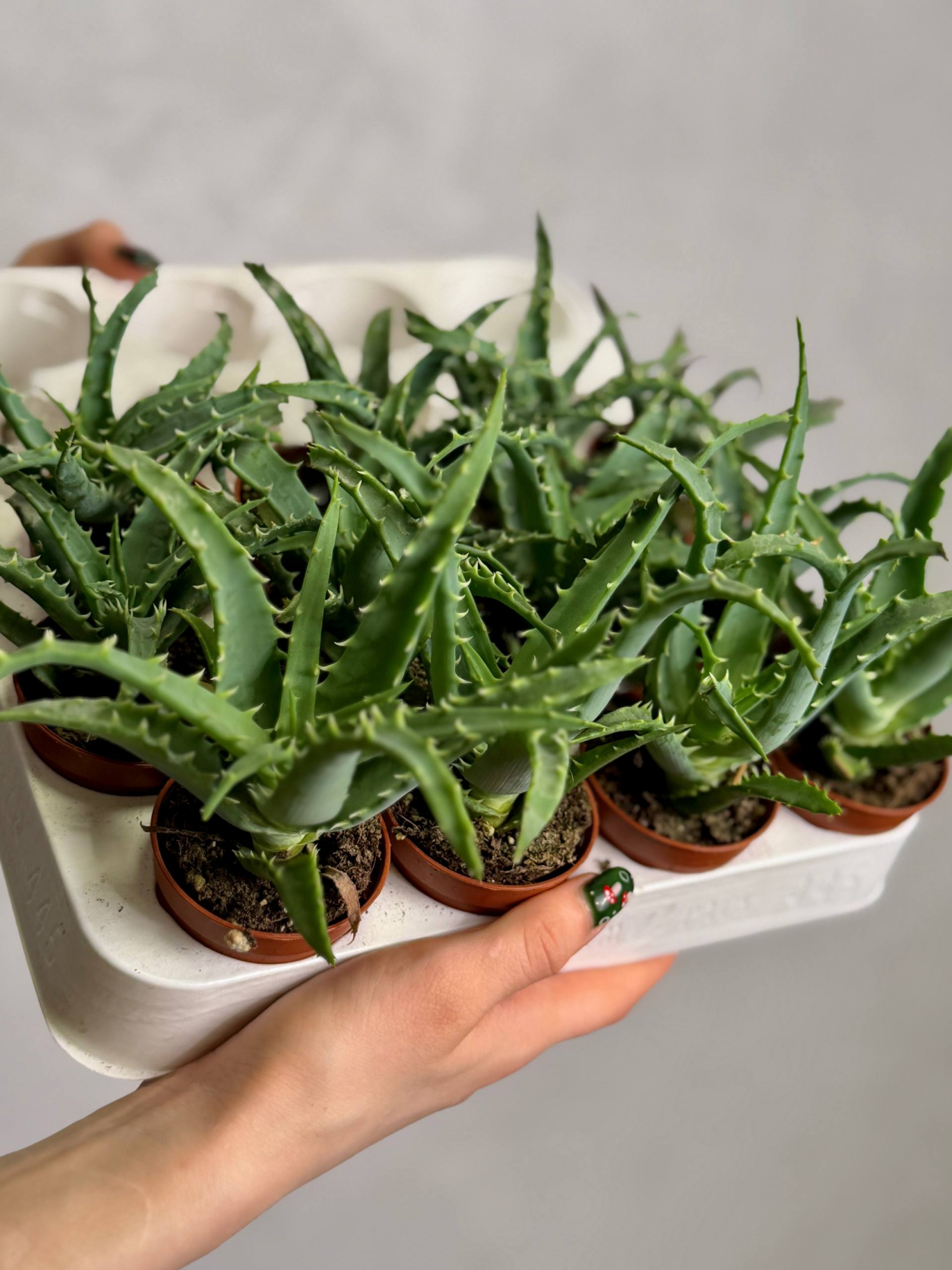 Алоэ Арборесценс, или Древовидное (Aloe Arborescens) D5см