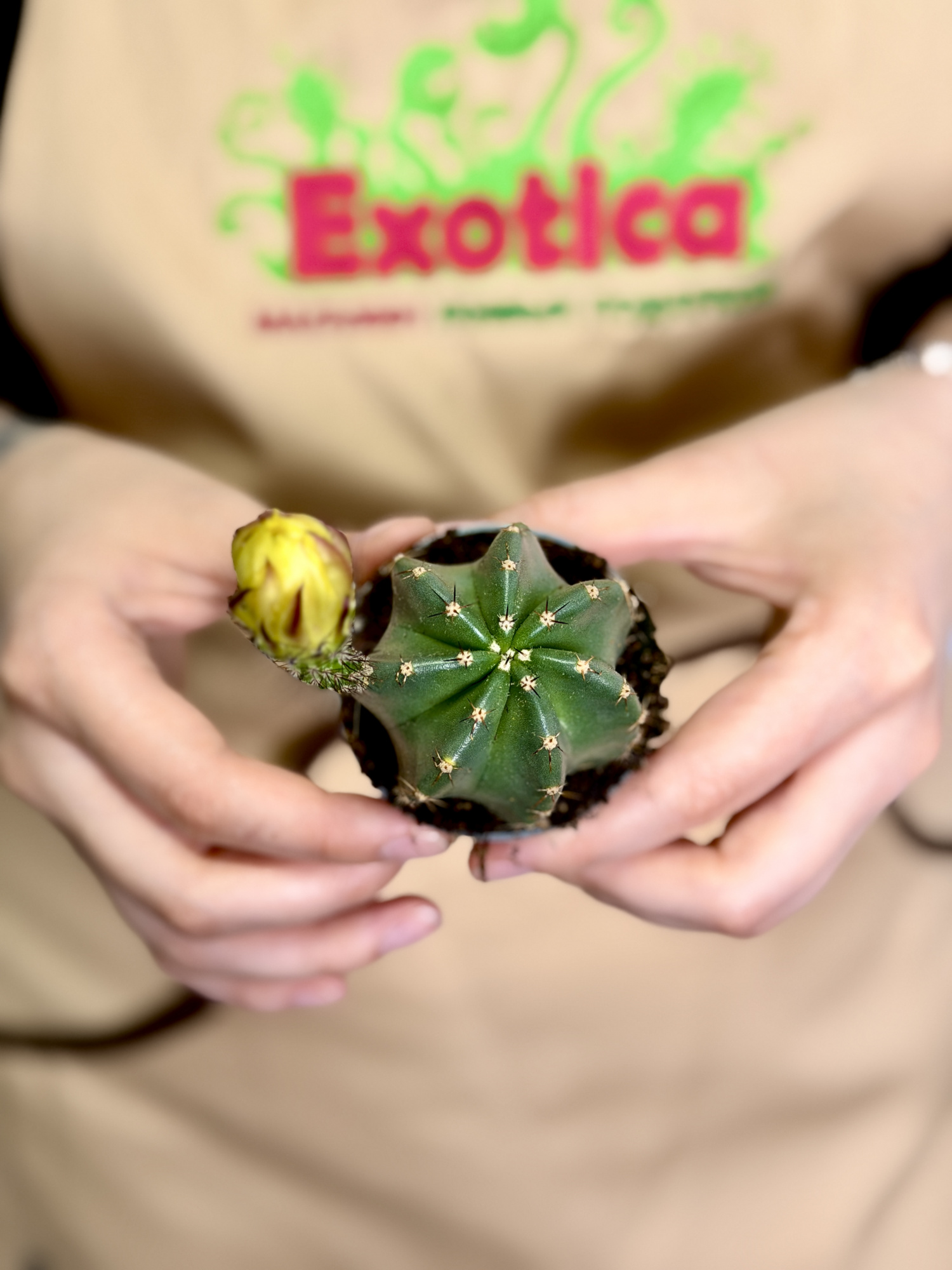 Эхиноцереус Субинермис, или Безколючковый (Echinocereus Subinermis) D6см