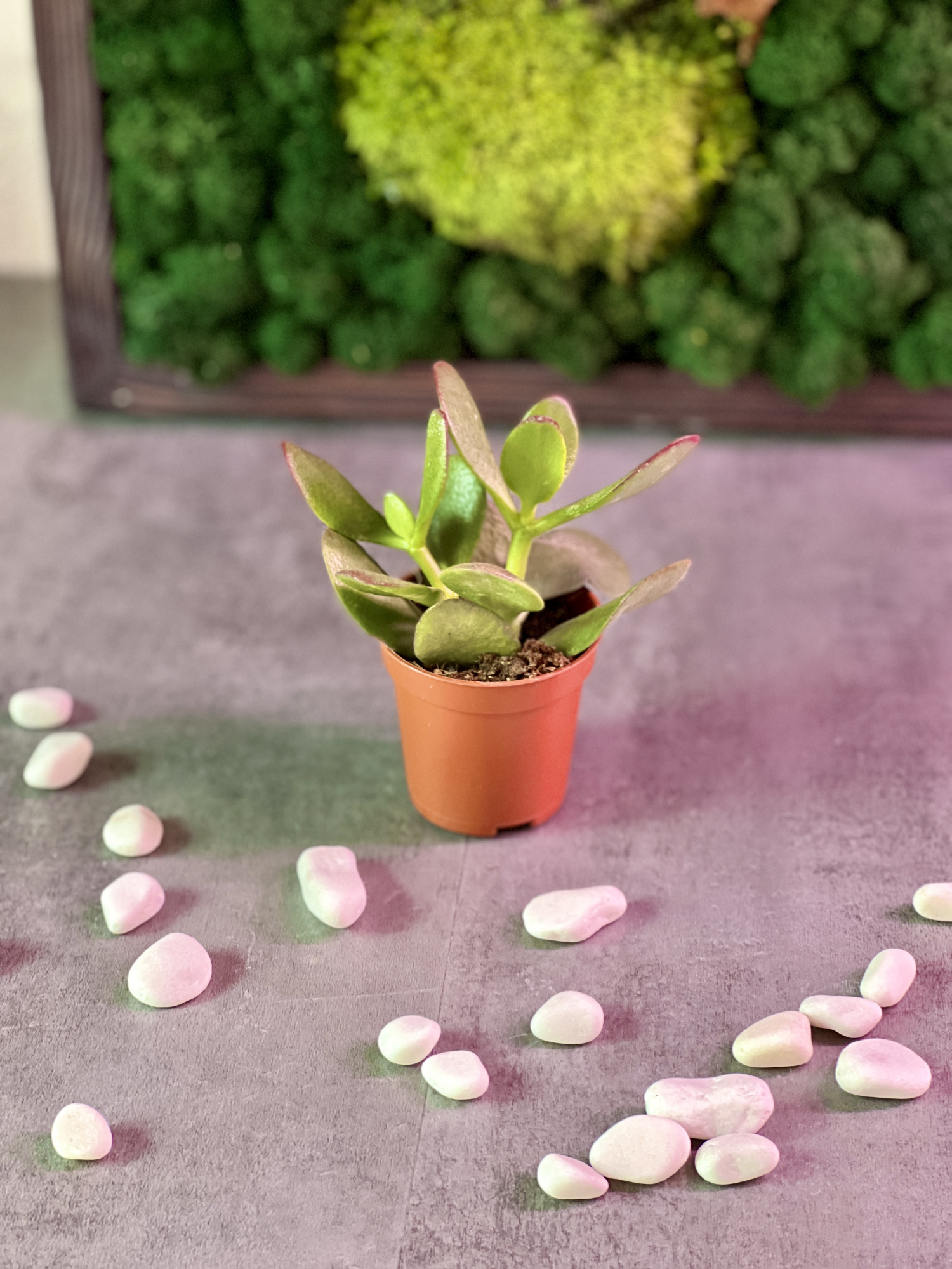 Толстянка Яйцевидная, или Денежное Дерево (Crassula Ovata) D5см