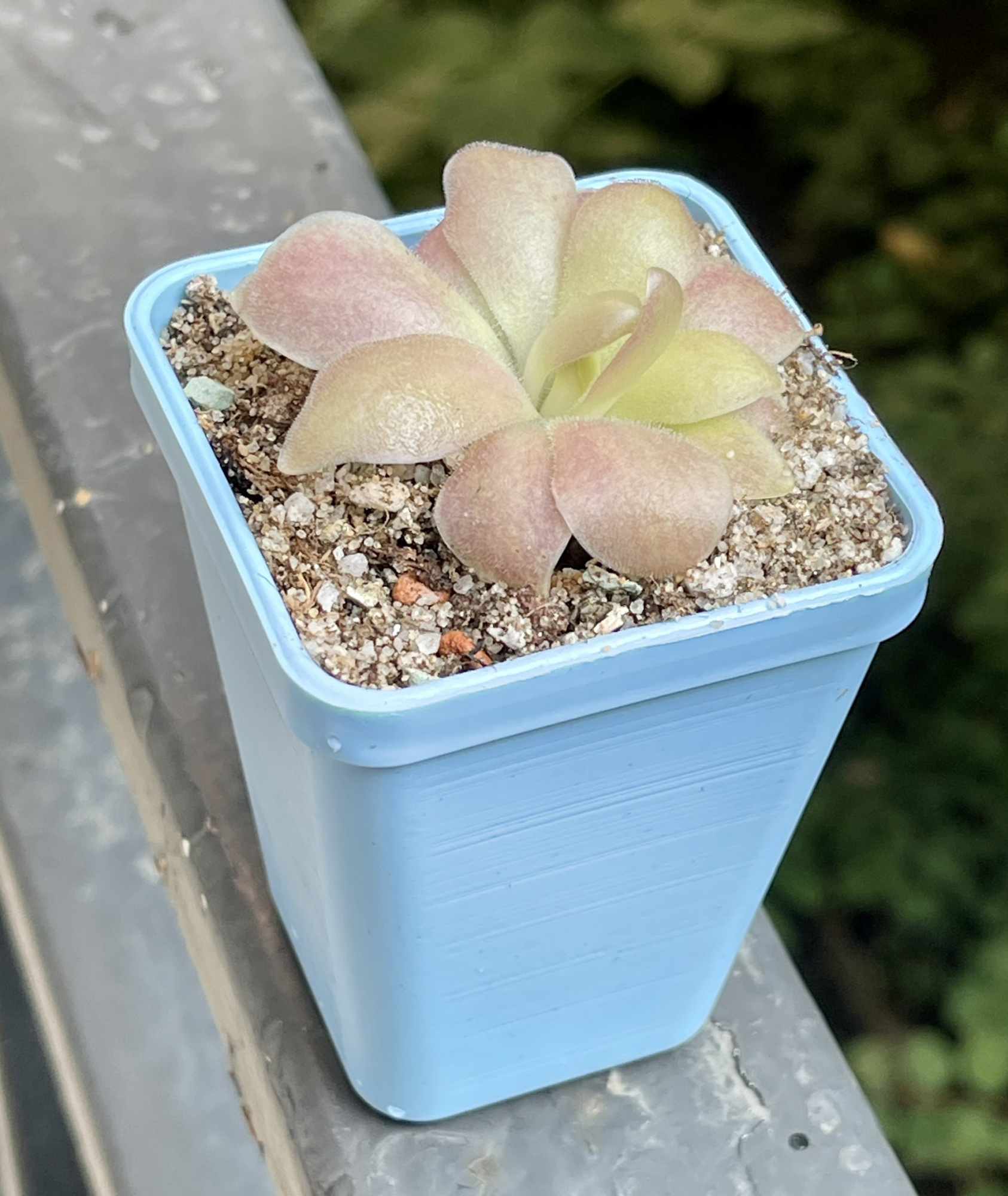 Жирянка Гетеропхилла х Сетхос (P. Heterophylla x Sethos) D5см