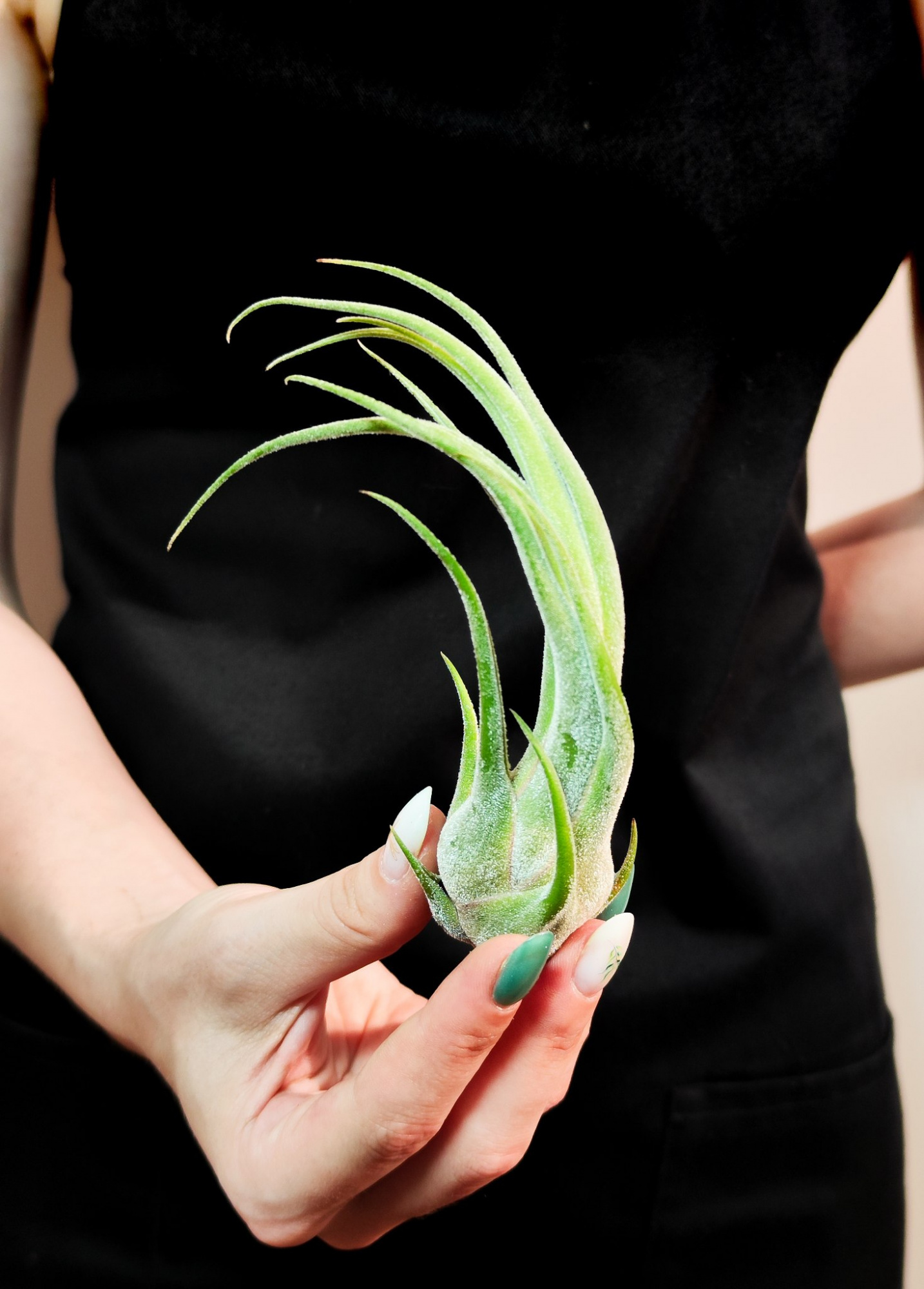 Тилландсия Селериана (Tillandsia Seleriana)