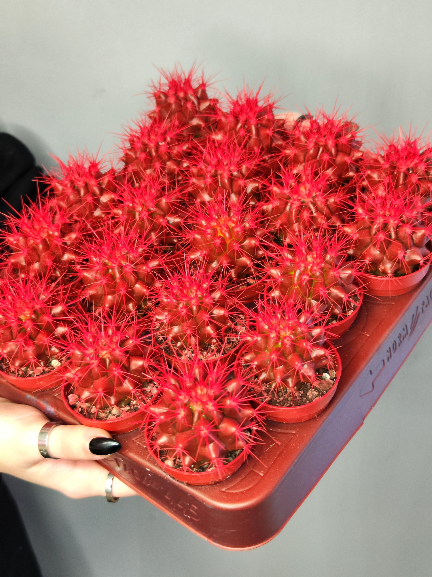 Кактус Цветной Красный (Echinocactus Rainbow Red) D5см