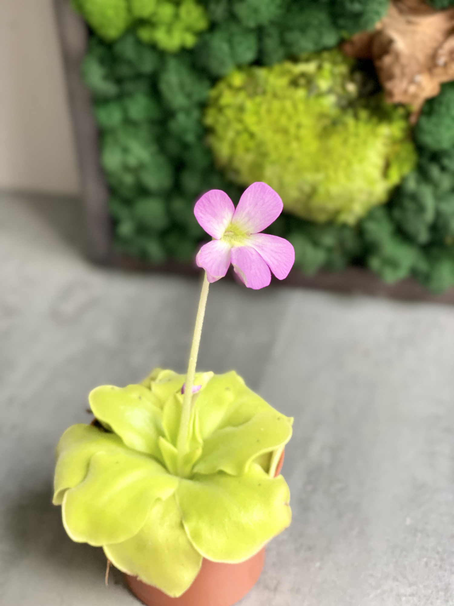 Жирянка Гватемала (Pinguicula Guatemala) D9см