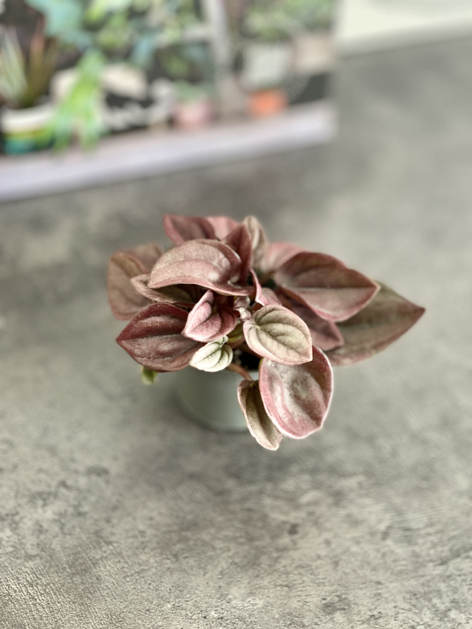 Пеперомия Каперата Кайен (Peperomia Сaperata Cayenne) D5см