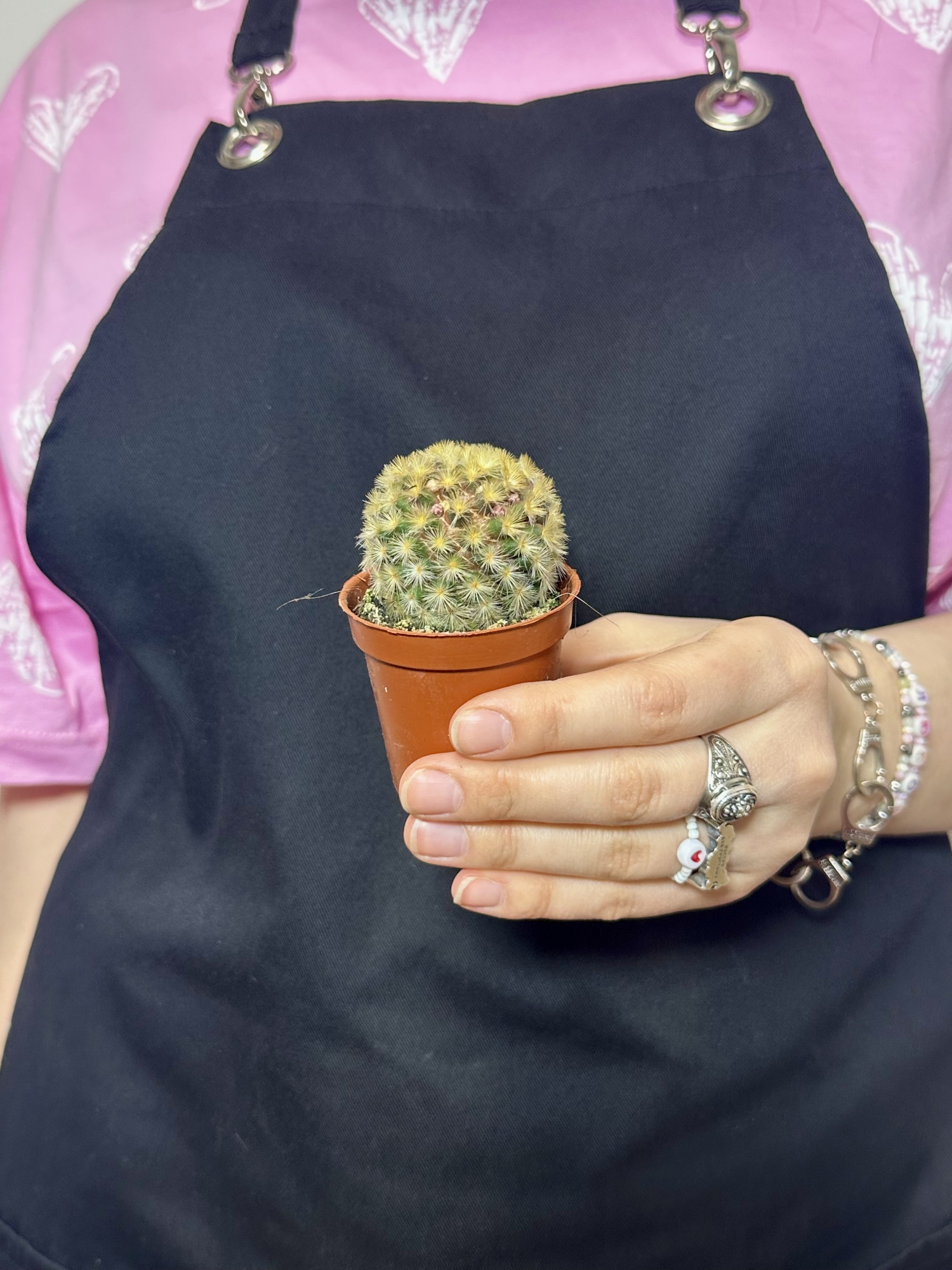 Маммиллярия Кармен Рубриспина (Mammillaria Carmenae Rubrispinus) D5см