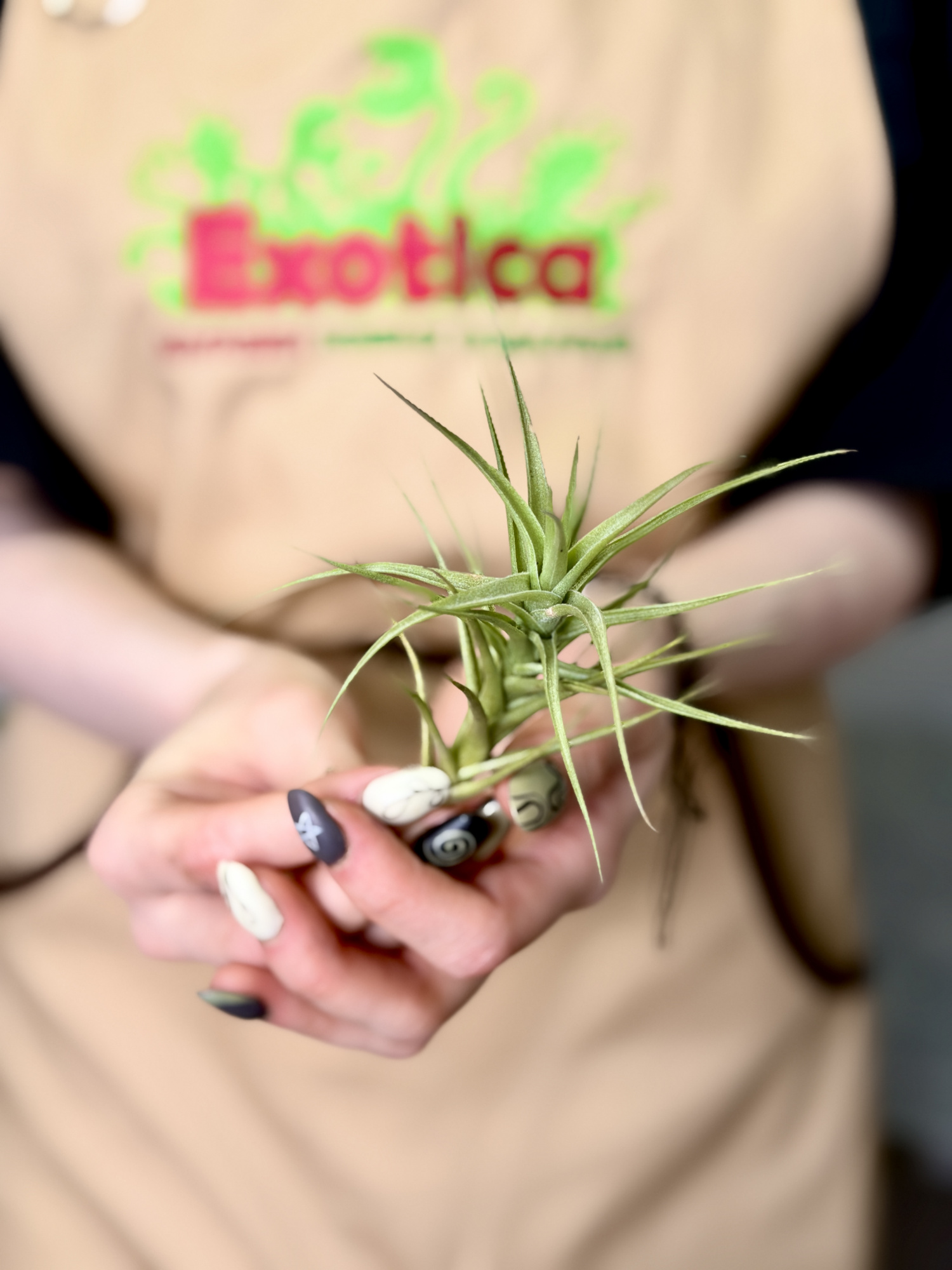 Тилландсия Бергери (Tillandsia Bergeri)