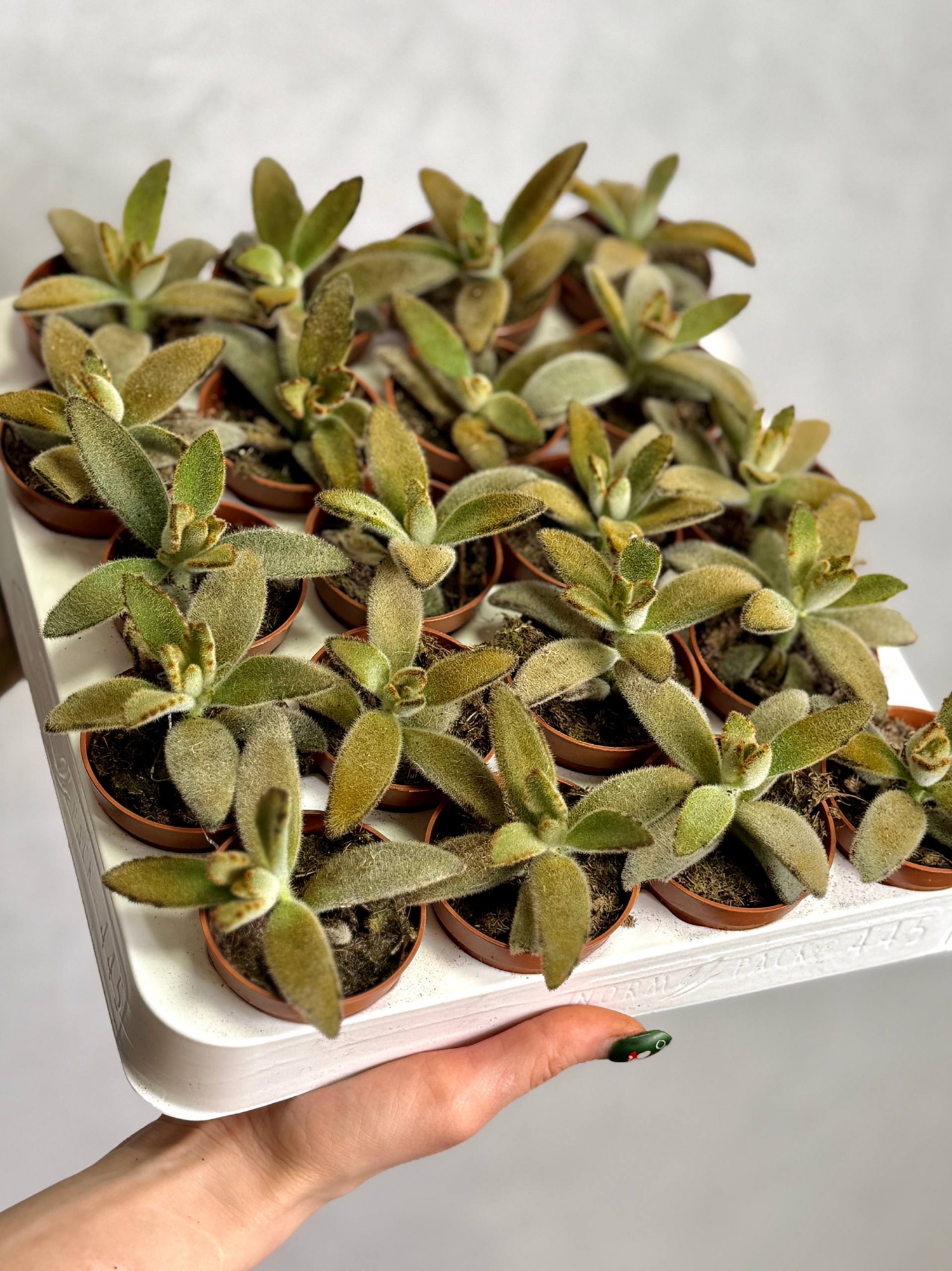 Каланхоэ Голден Гёрл (Kalanchoe Golden Girl) D5см