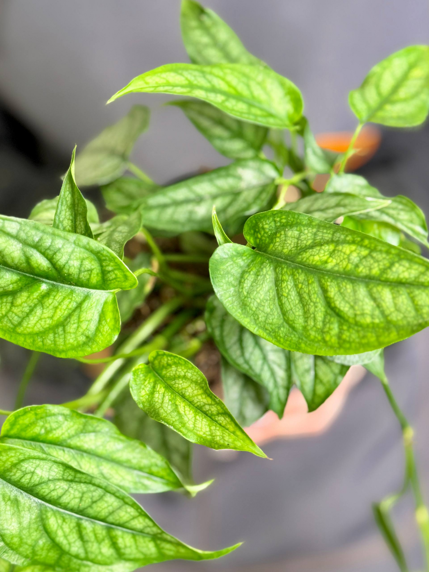 Монстера Сильтепекана (Monstera Silte pe Can) D12см