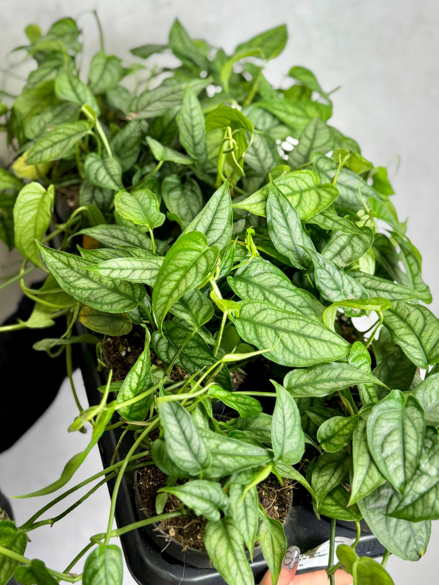 Монстера Сильтепекана (Monstera Silte pe Can) D12см
