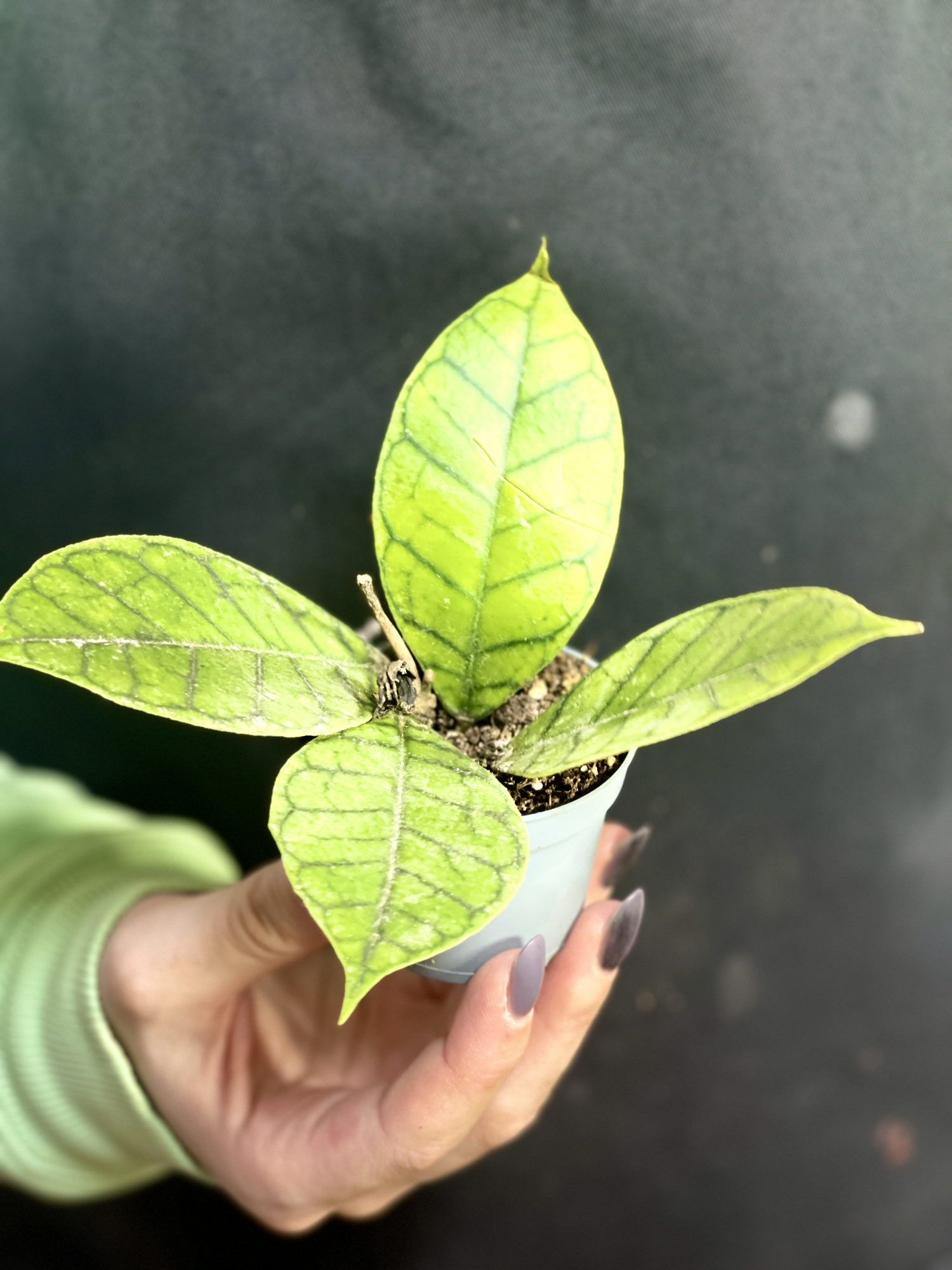 Хойя Каллистофилла Блэк Кэт (Hoya Callistophylla Black Cat) D6см