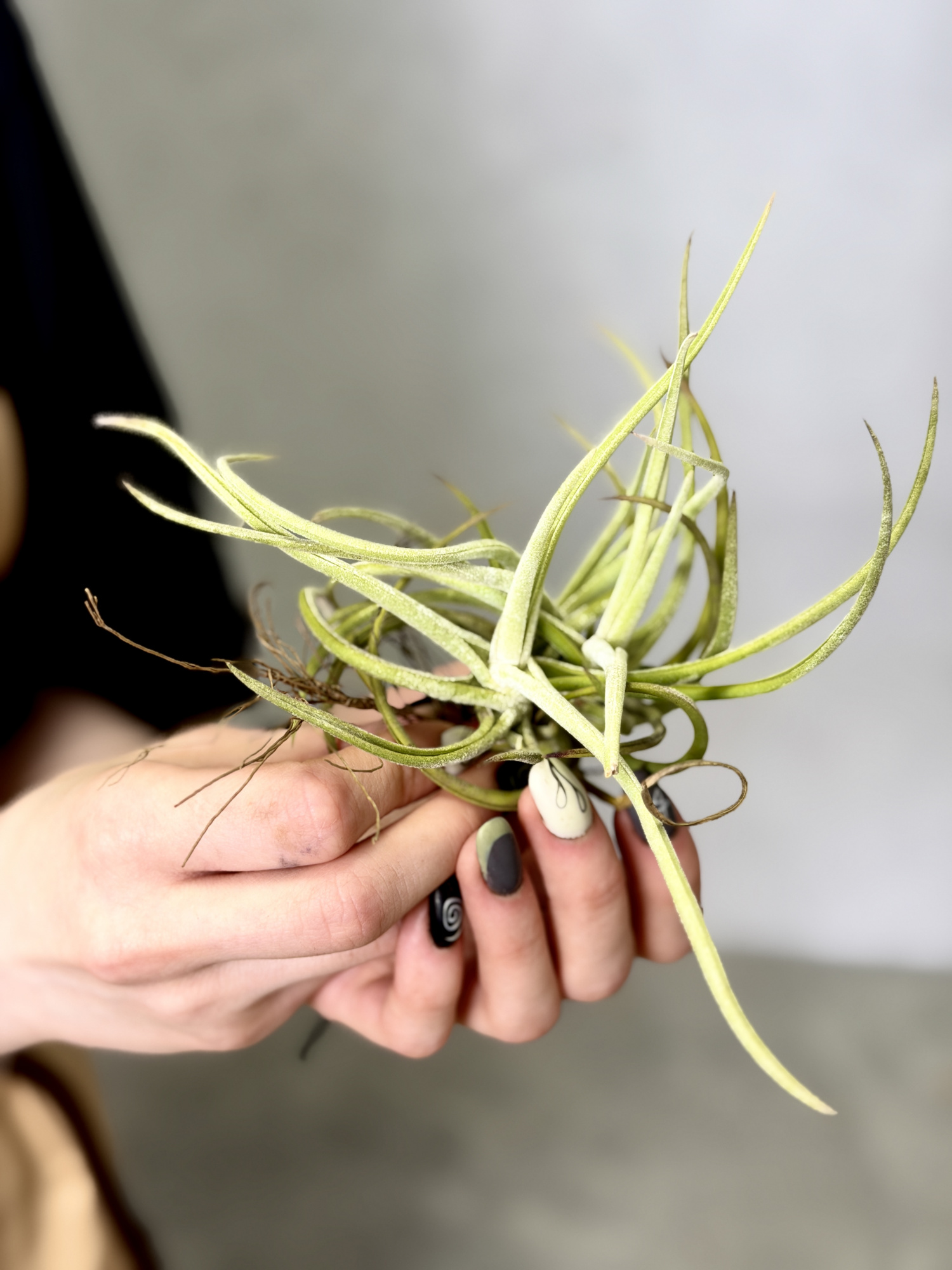 Тилландсия Глабиор (Tillandsia Glabior)