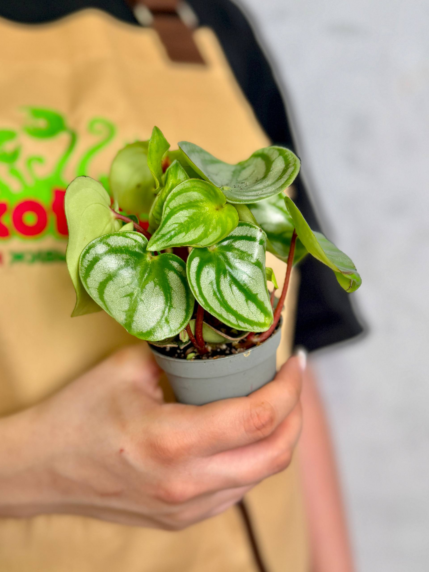 Пеперомия Арбузная (Peperomia Argyreia Watermelon) D6см