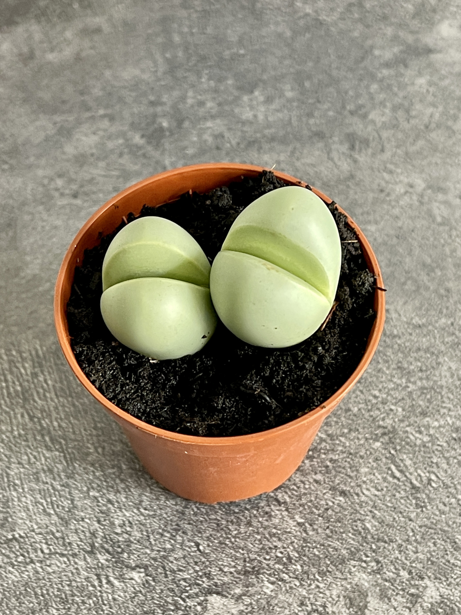 Динтерантус Пуберулес (Dintheranthus Puberules) D5см