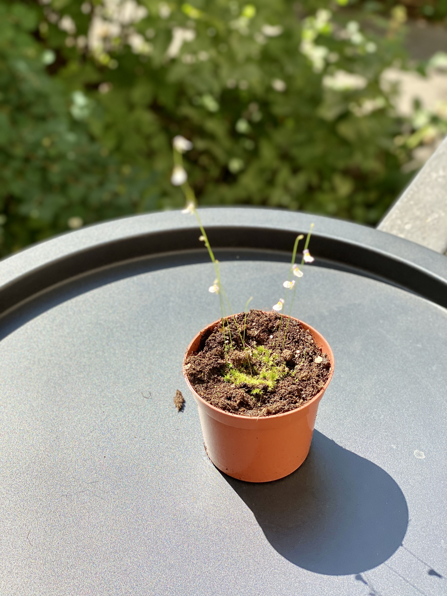 Пузырчатка девственная (Ultricularia Parthenopipes) D9см