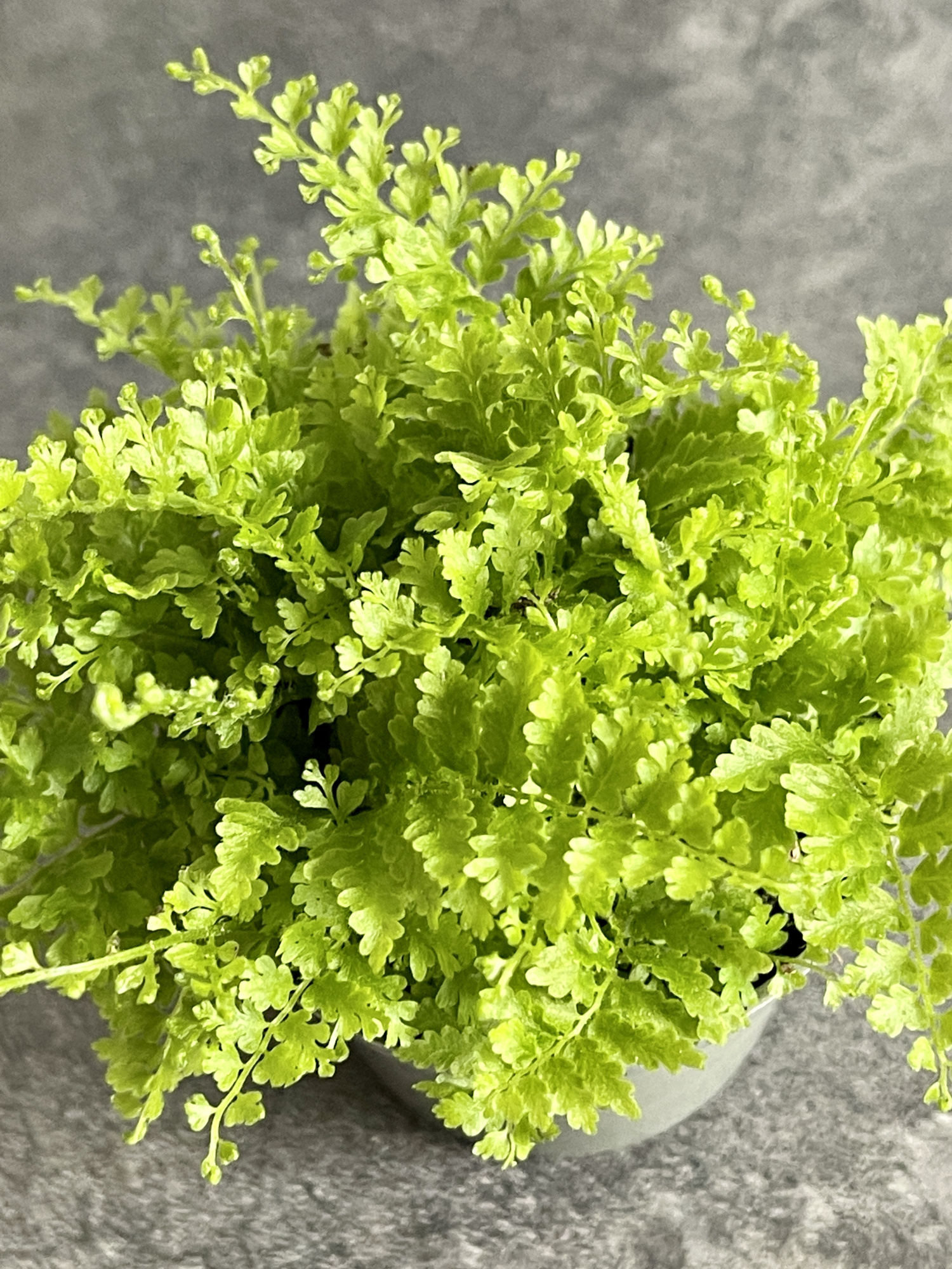 Нефролепис Коттон Кэнди (Nephrolpis Exaltata Cotton Candy) D6см
