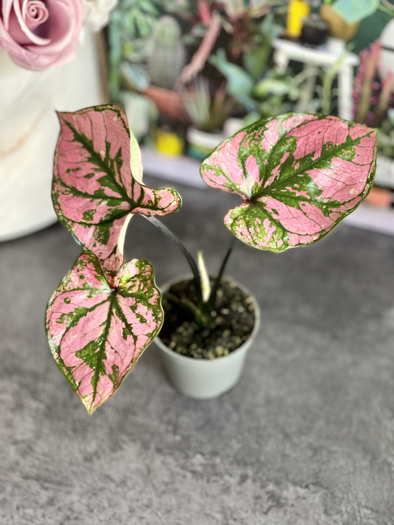 Каладиум Светло - Пурпурный (Caladium Purple Light) D6см
