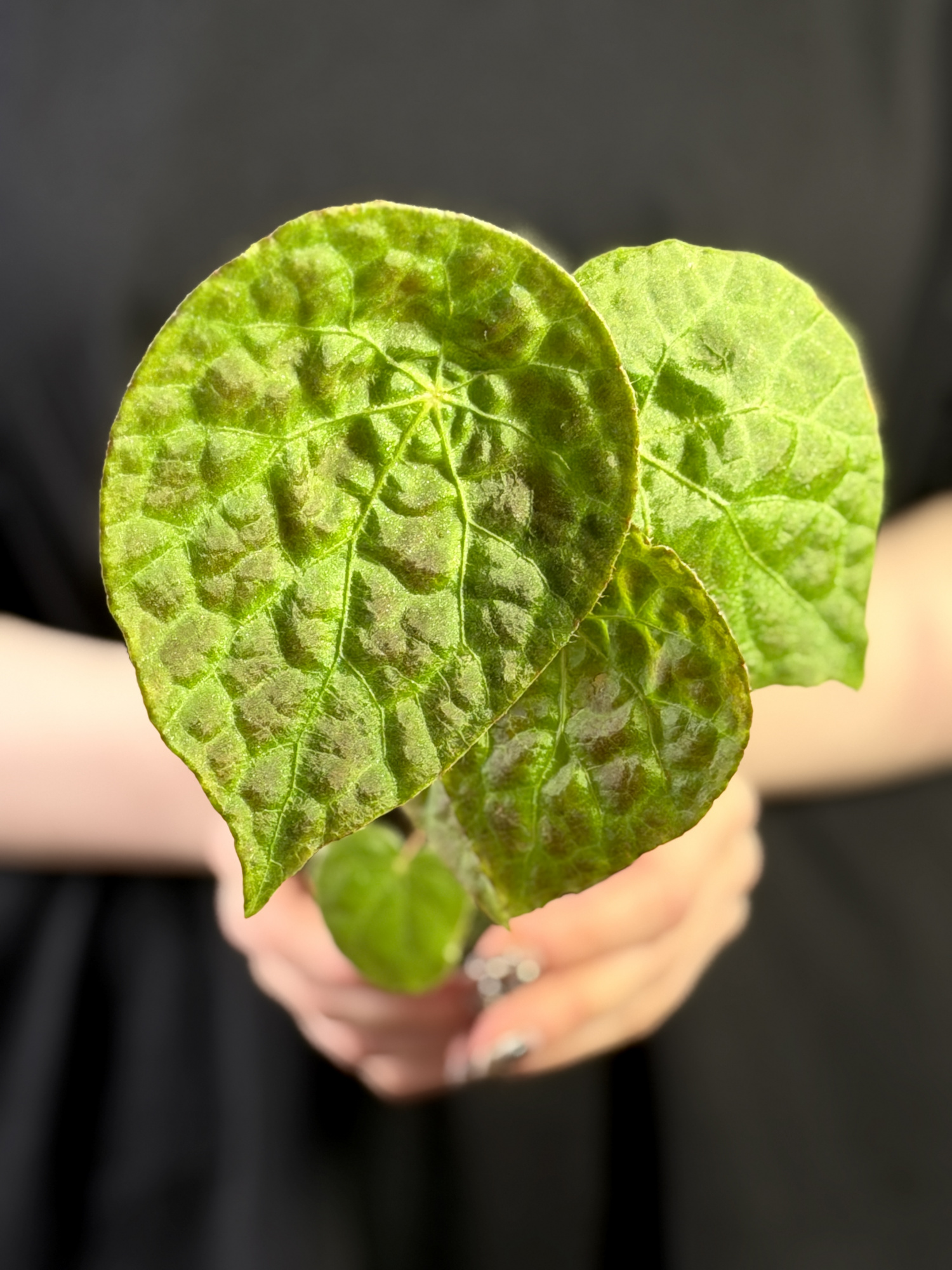 Бегония Футоенсис (Begonia Phuthoensis) D8см
