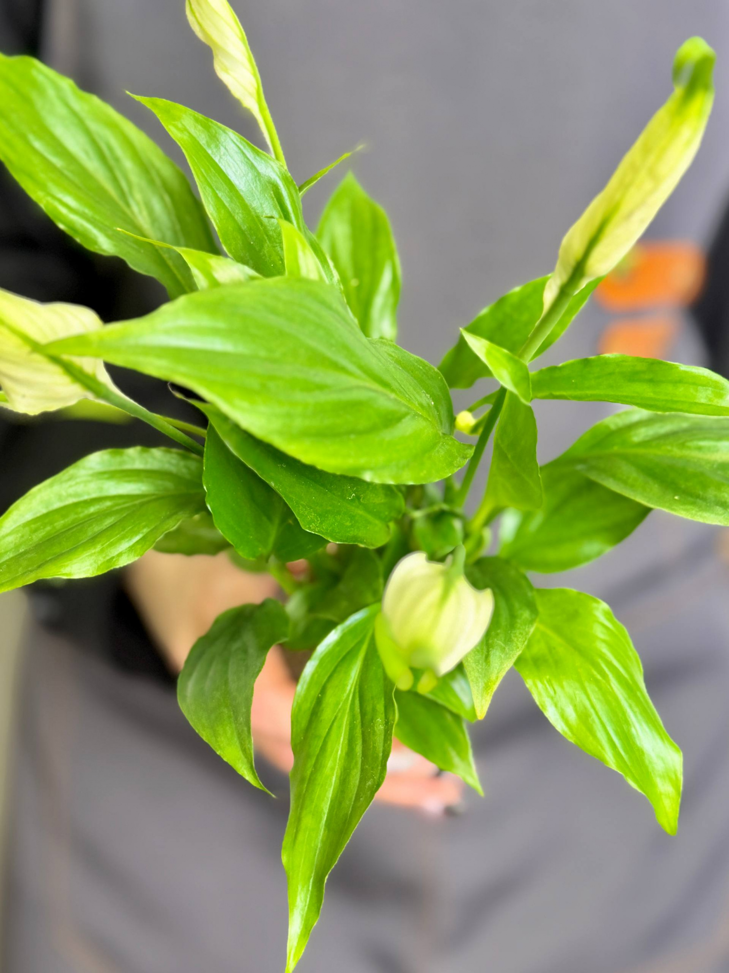 Спатифиллум Шопен (Spathiphyllum Chopin) D6см