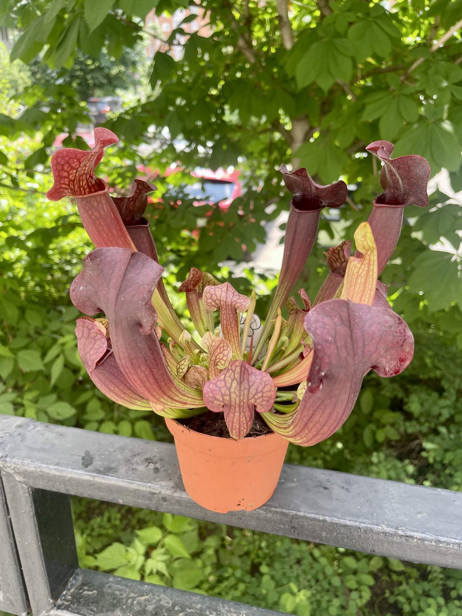 Саррацения Тесс (Sarracenia Tess) D12см
