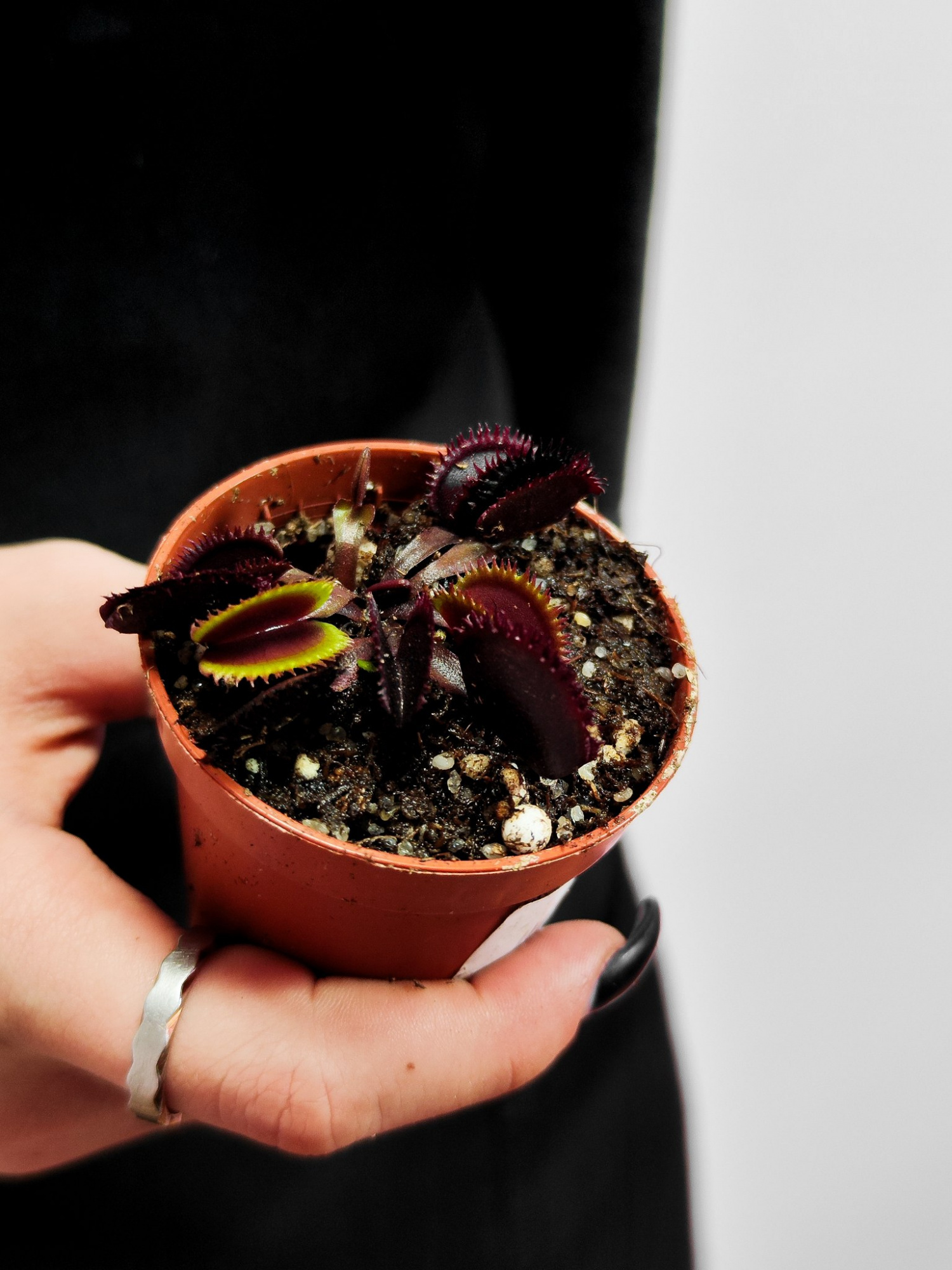 Венерина Мухоловка Боемский Гранат (Dionaea Muscipula Bohemian Garnet) D5см