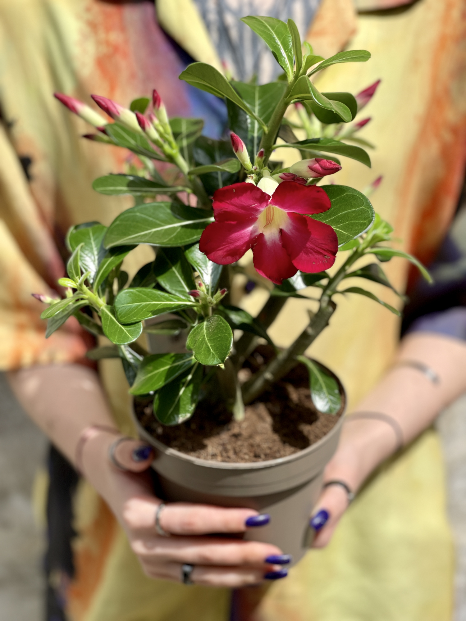 Адениум Тучный Анук (Adenium Obesum Anouk) D12см