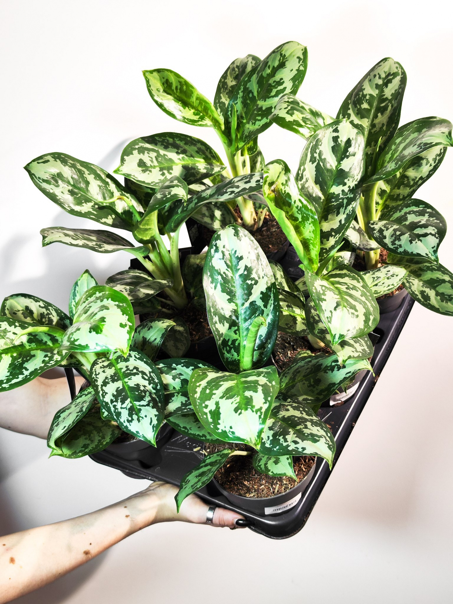 Аглаонема Амазон Сильвер (Aglaonema Amazon Silver) D12см