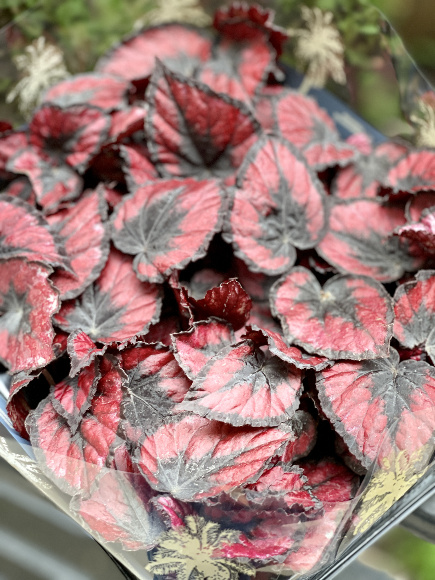 Бегония Красный Поцелуй, или Ред Кисс (Begonia Red Kiss) D6см