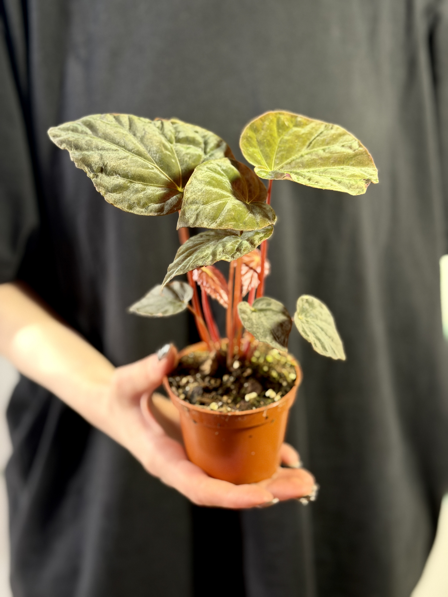 Бегония Павлинья (Begonia Pavonina) D8см