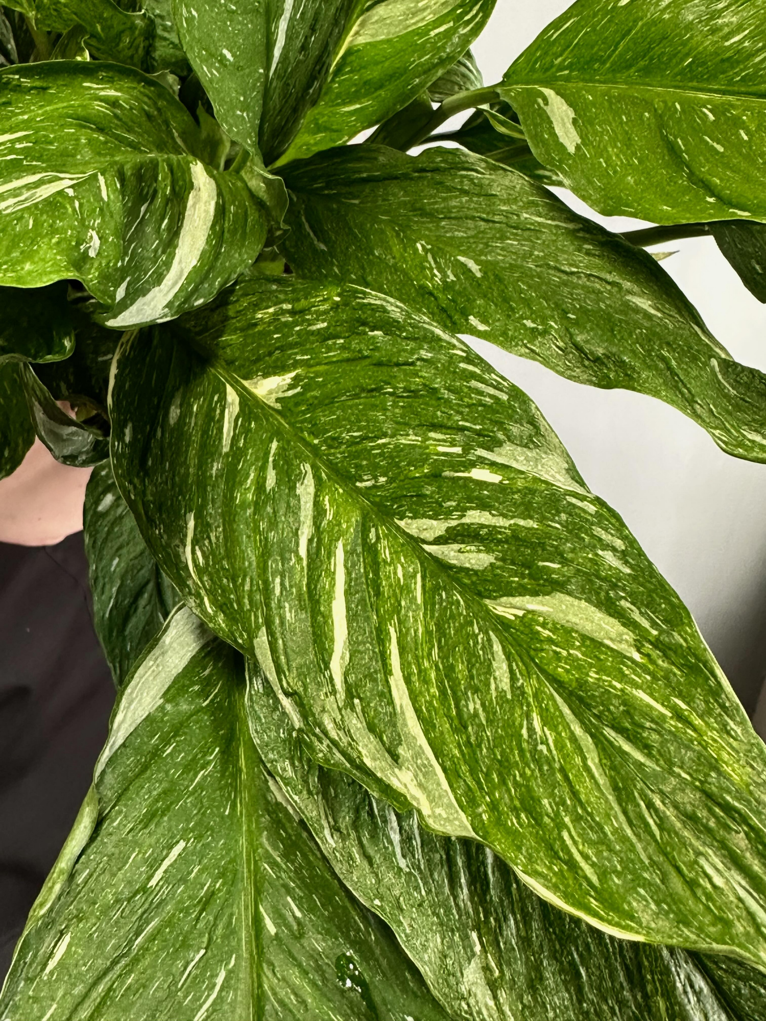 Спатифиллум Вариегатный Даймонд (Spathiphyllum Diamond Variegated) D14см