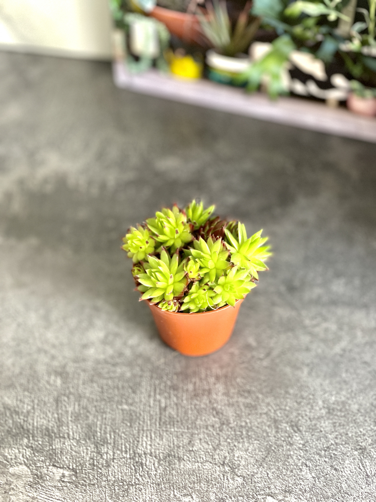 Семпервивум Грин, или Молодило Зеленое (Sempervivum Green) D5см