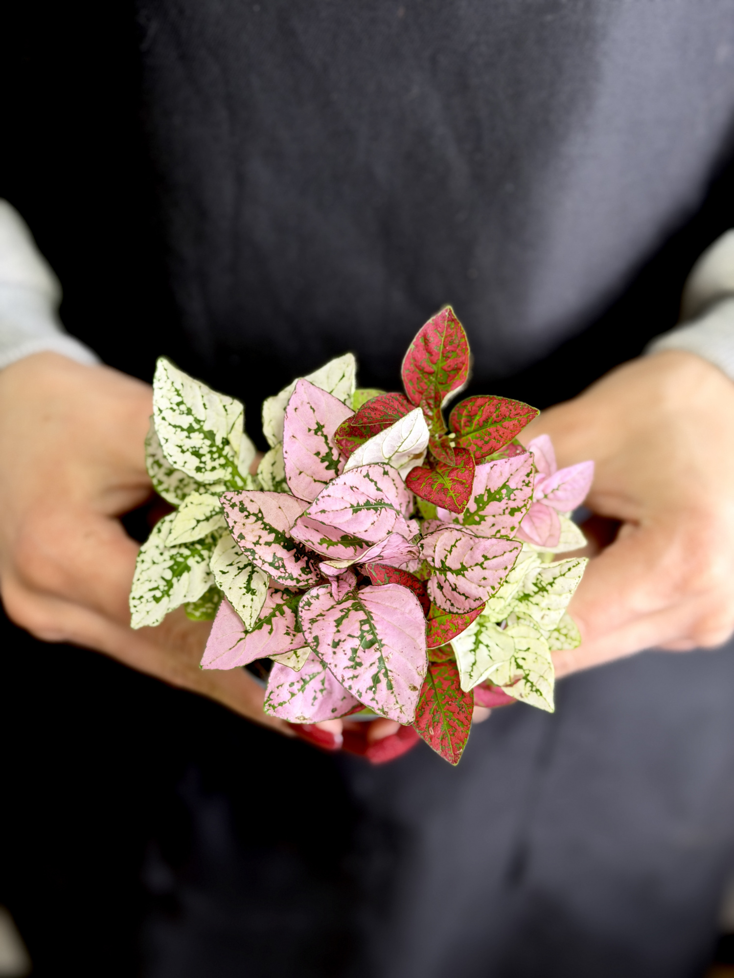 Гипоэстес Конфетти (Hypoestes Confetti) D8,5см