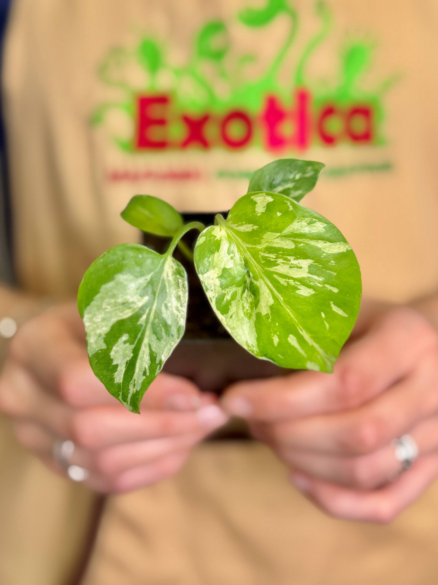 Монстера Бульбазавр (Monstera Bulbasaur) D6см