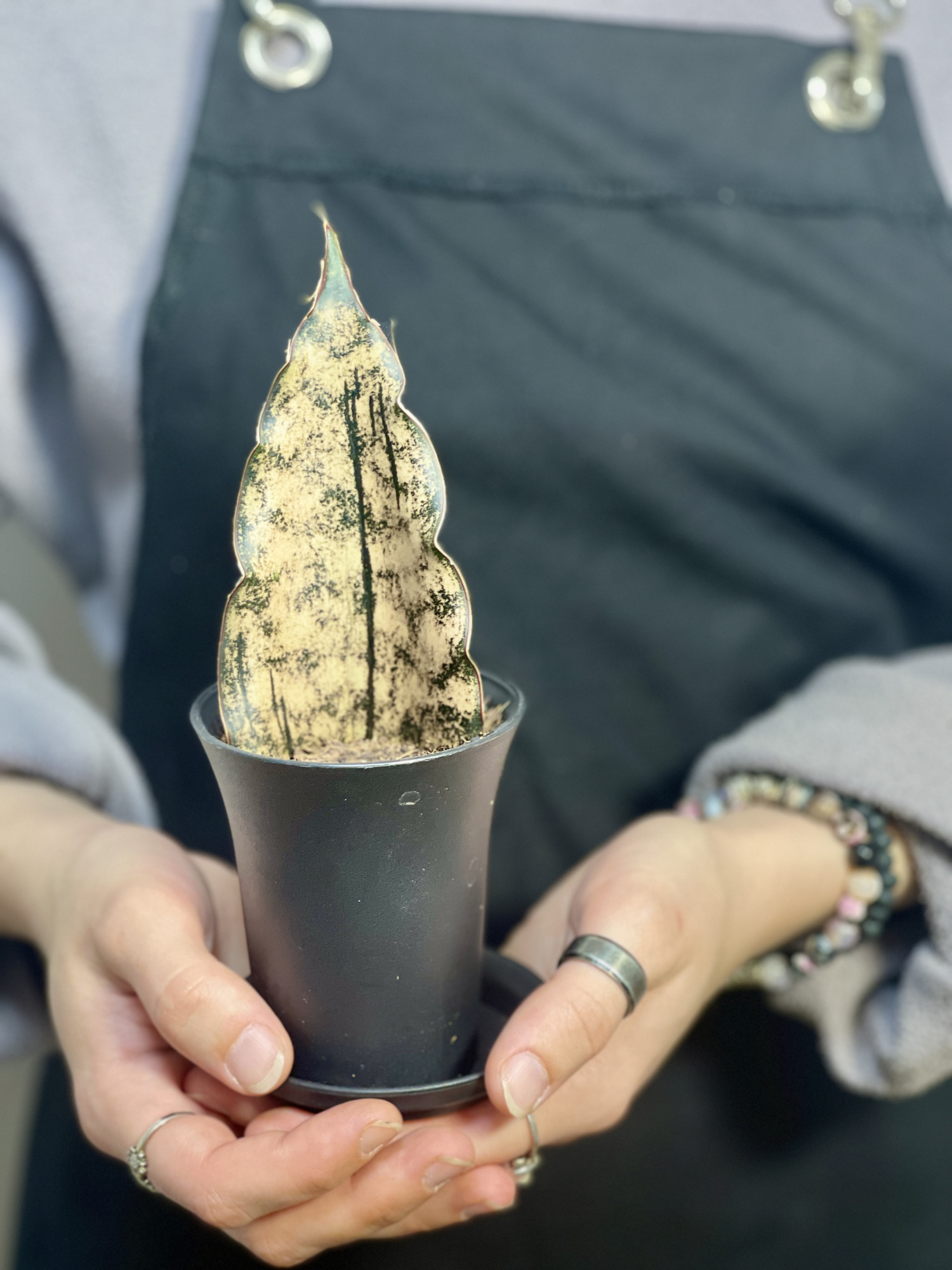 Сансевиерия Стар Каньон Гранит (Sansevieria Star Canyon Granite) D7,5см