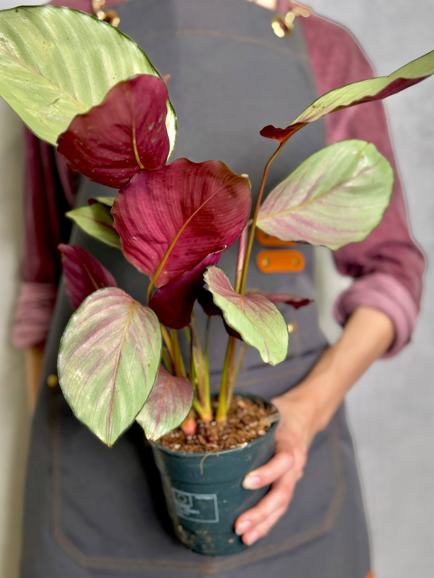 Калатея Сильвер Плейт (Calathea Silver Plate) D12см