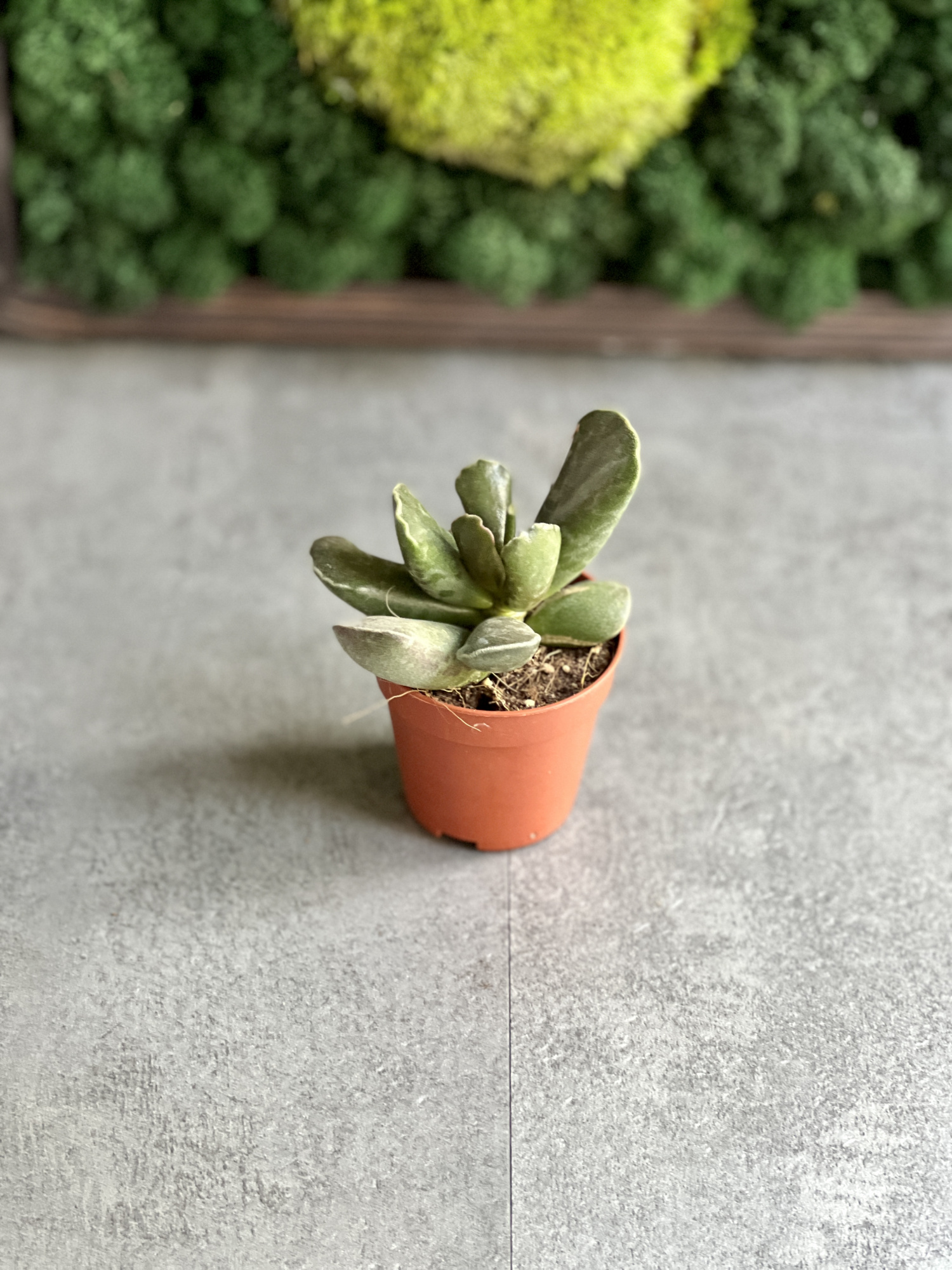 Адромискус Купера (Adromischus Cooperii) D5см
