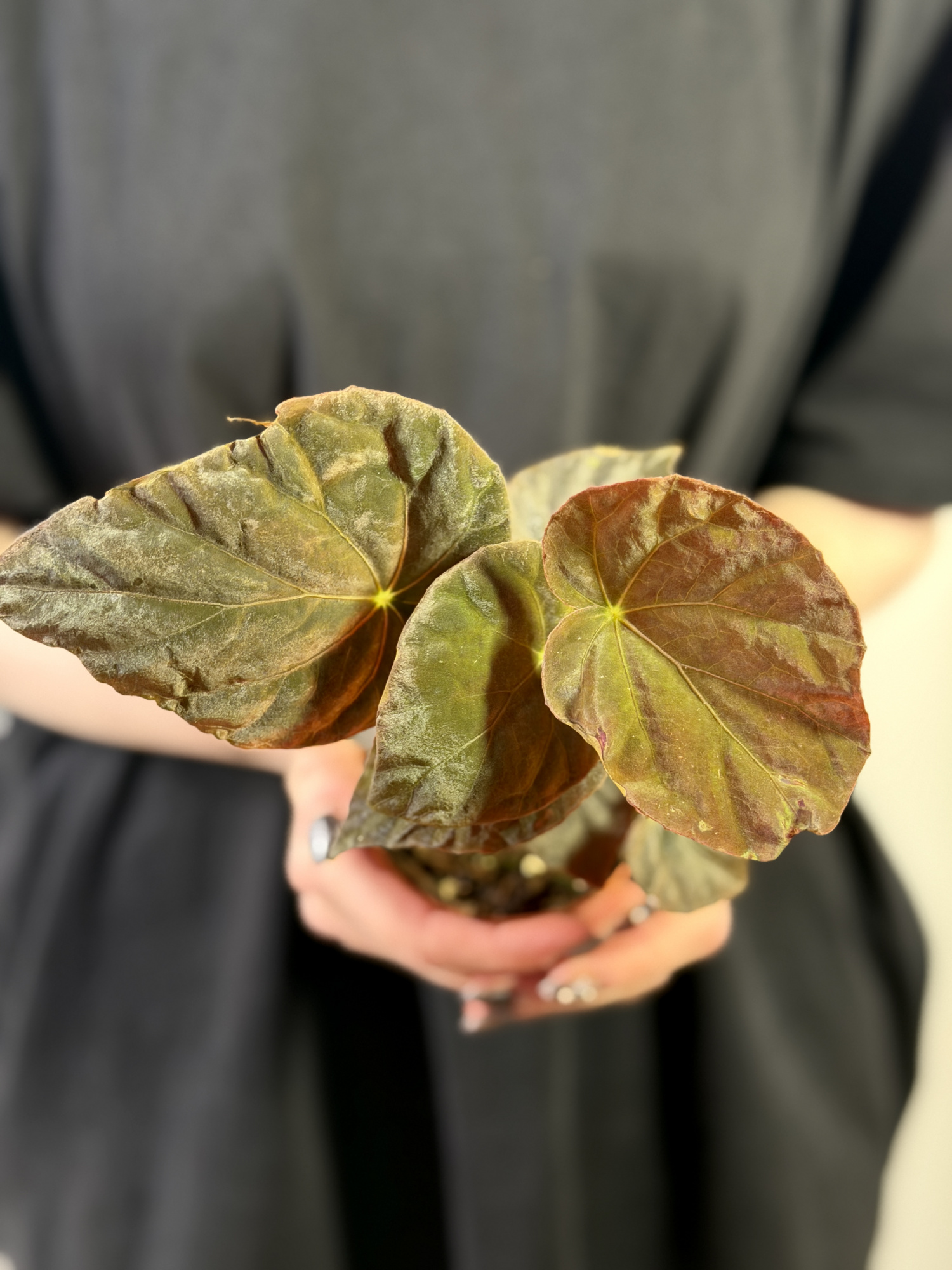 Бегония Павлинья (Begonia Pavonina) D8см