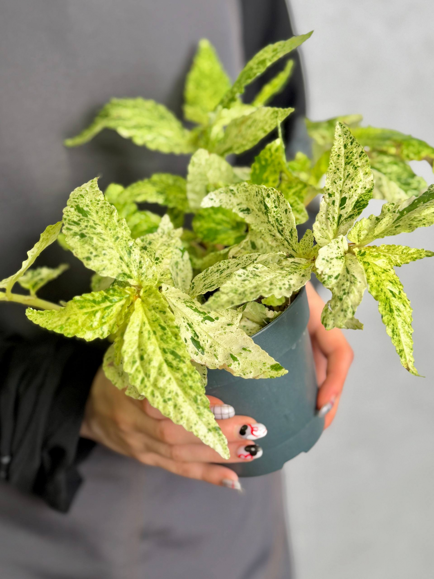 Пеллиония Ползучая Вариегатная (Pellionia Repens Variegata) D12см