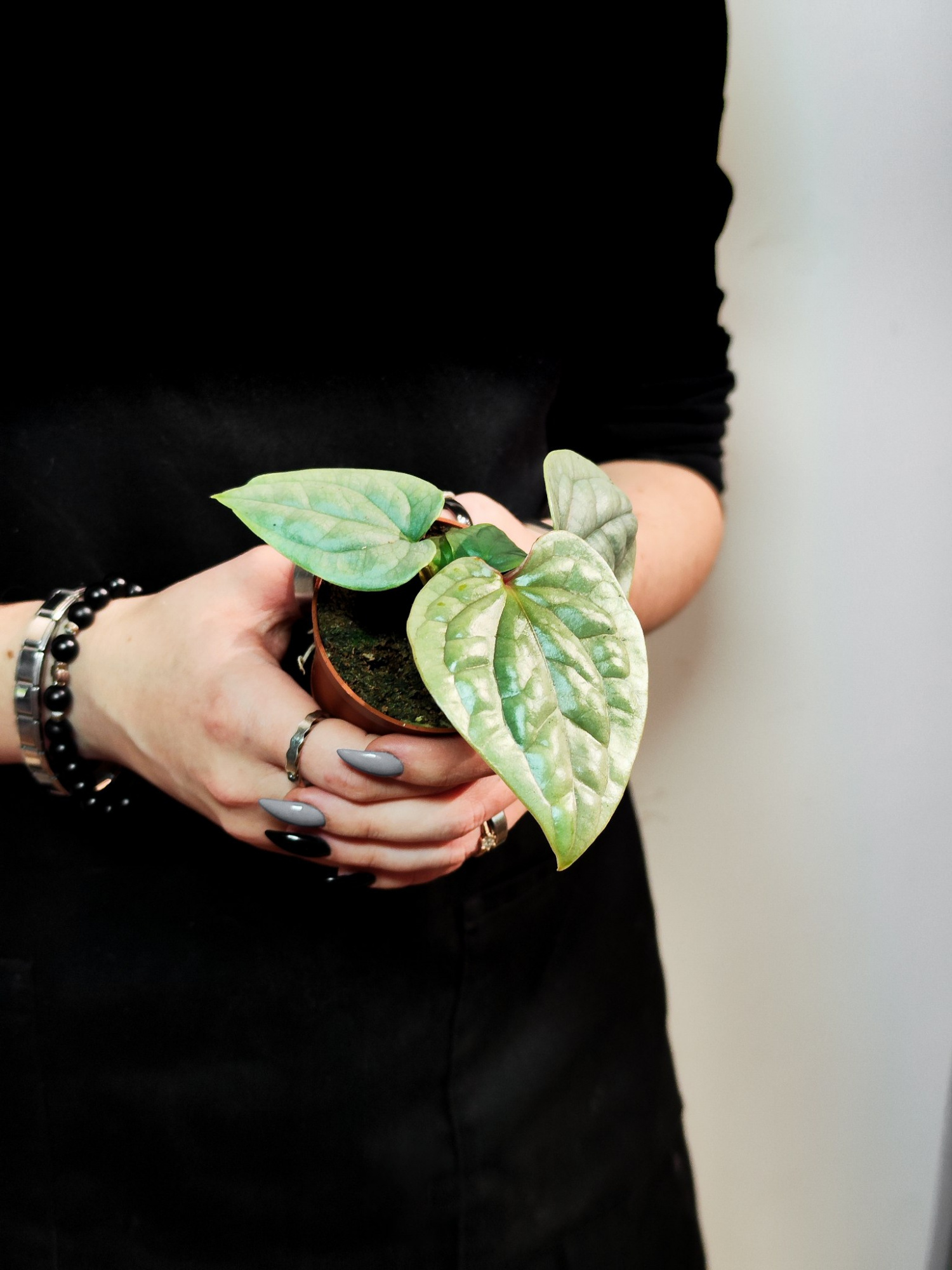 Антуриум Люксурианс (Anthurium Luxurians) D6см