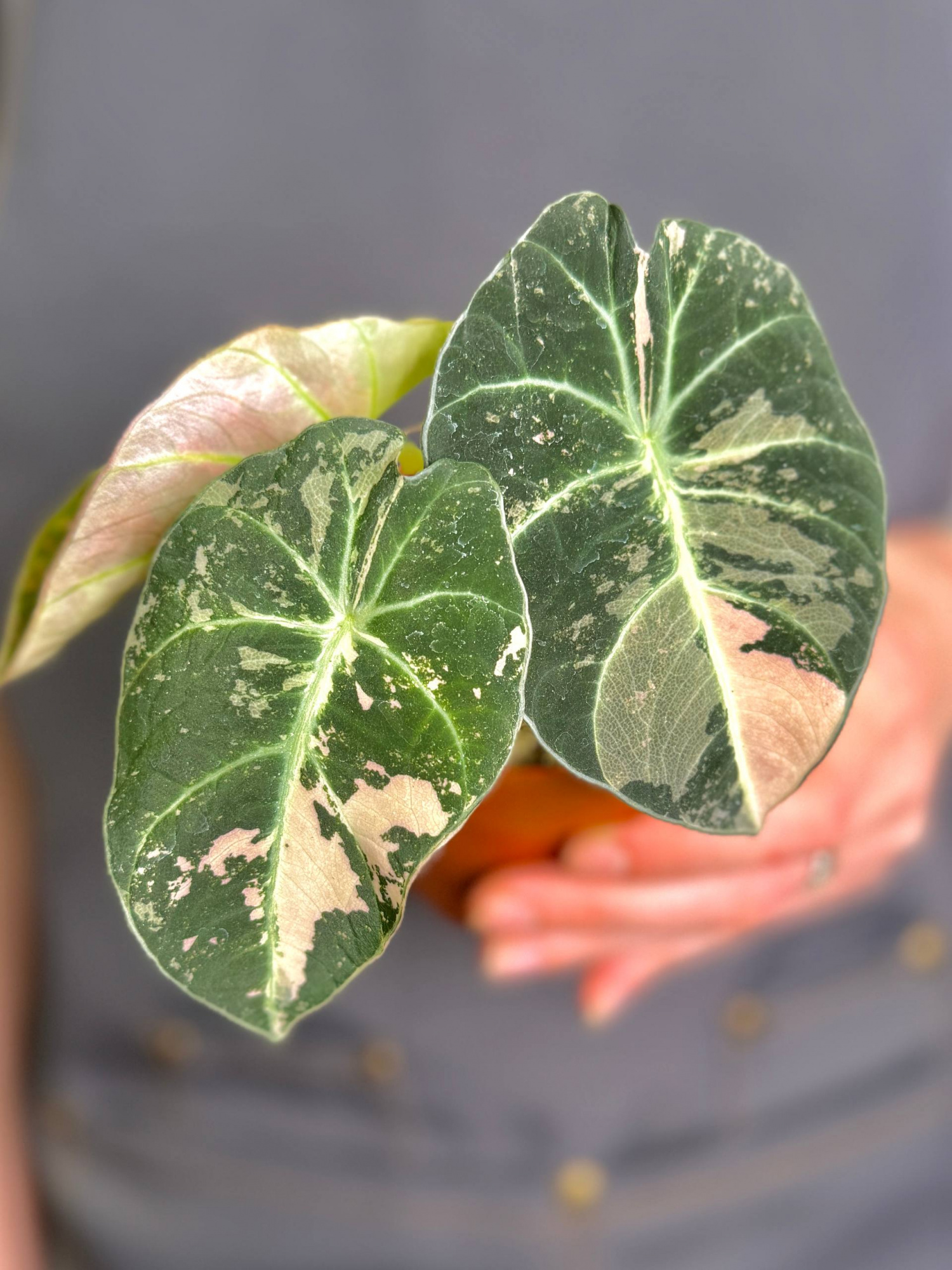 Алоказия Блэк Вельвет Пинк Вариегатная (Alocasia Black Velvet Pink Albo Variegated) D9см