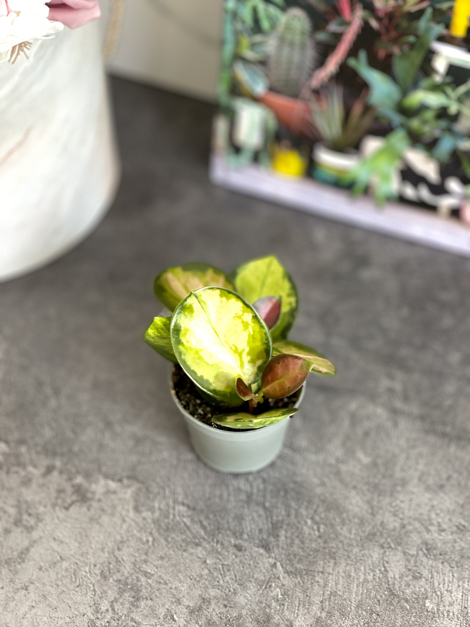 Хойя Лиза Аустралис (Hoya Australis Lisa) D6см