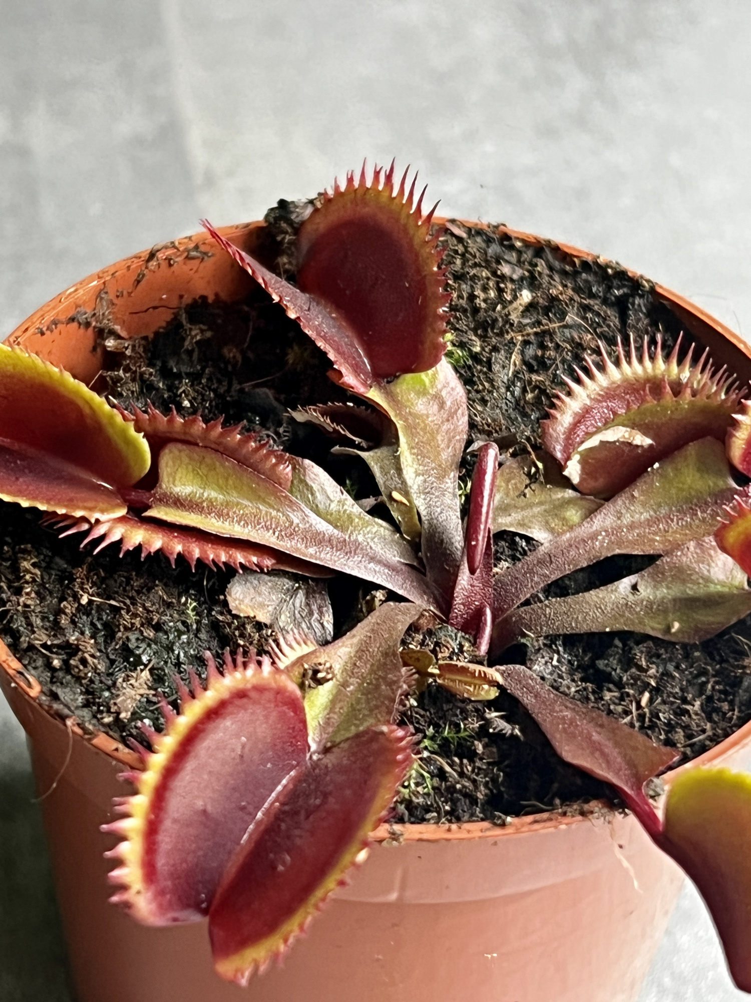 Венерина Мухоловка "Красный Дракон" (Dionaea Muscipula Red Dragon) D9см